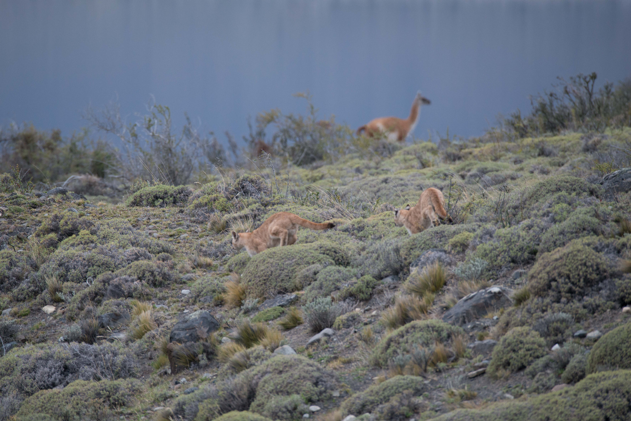 Nikon D800 + Sigma 150-600mm F5-6.3 DG OS HSM | S sample photo. Puma hunting guanaco photography