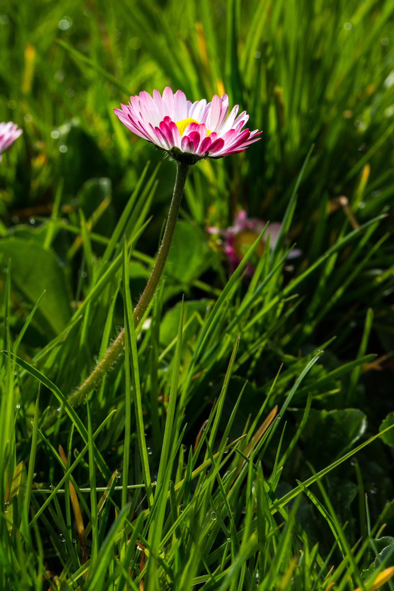 Nikon D7200 sample photo. First flower of the year iii photography