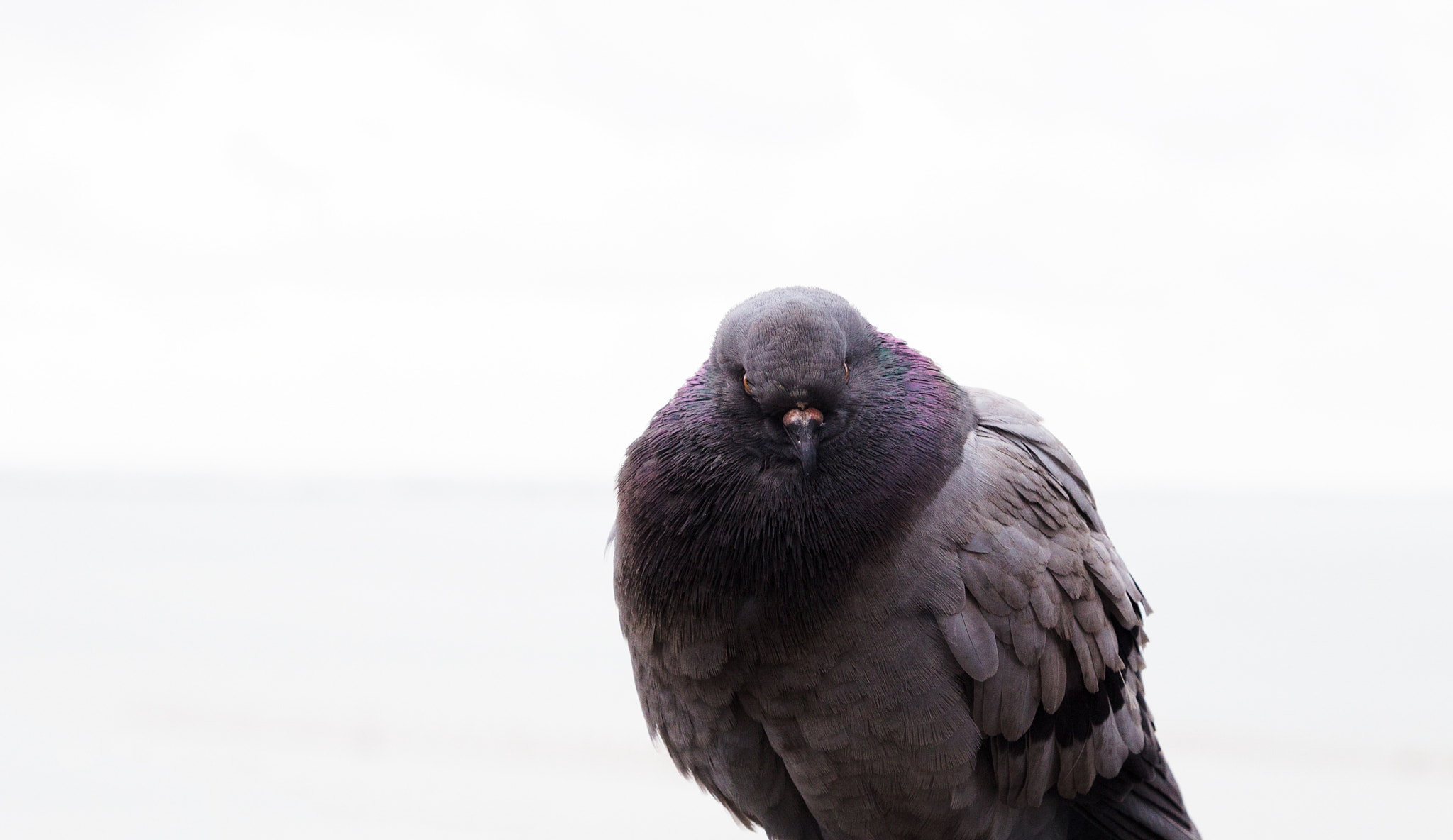 Canon EOS 600D (Rebel EOS T3i / EOS Kiss X5) sample photo. Pigeon photography