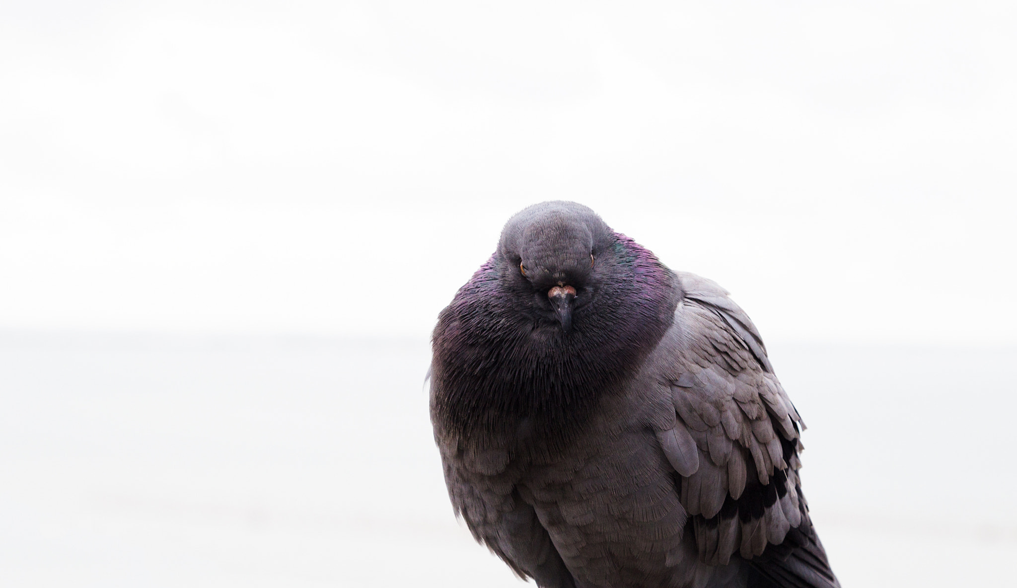 Canon EOS 600D (Rebel EOS T3i / EOS Kiss X5) + Canon EF 24-105mm F4L IS USM sample photo. Pigeon photography