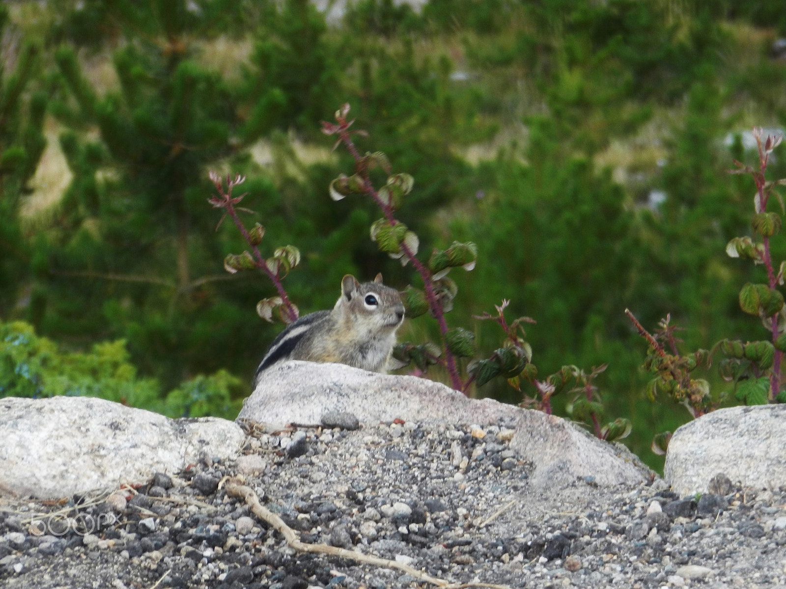 Nikon Coolpix S800c sample photo. Walk with me my little friend.... photography