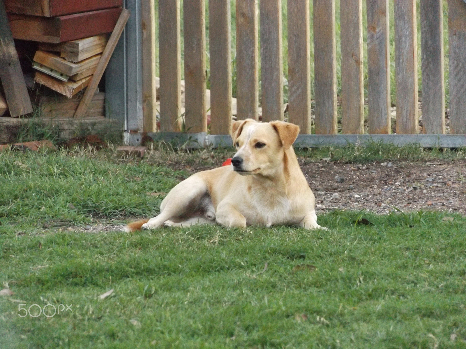 Fujifilm FinePix S8600 sample photo. Puppy laying in the green photography