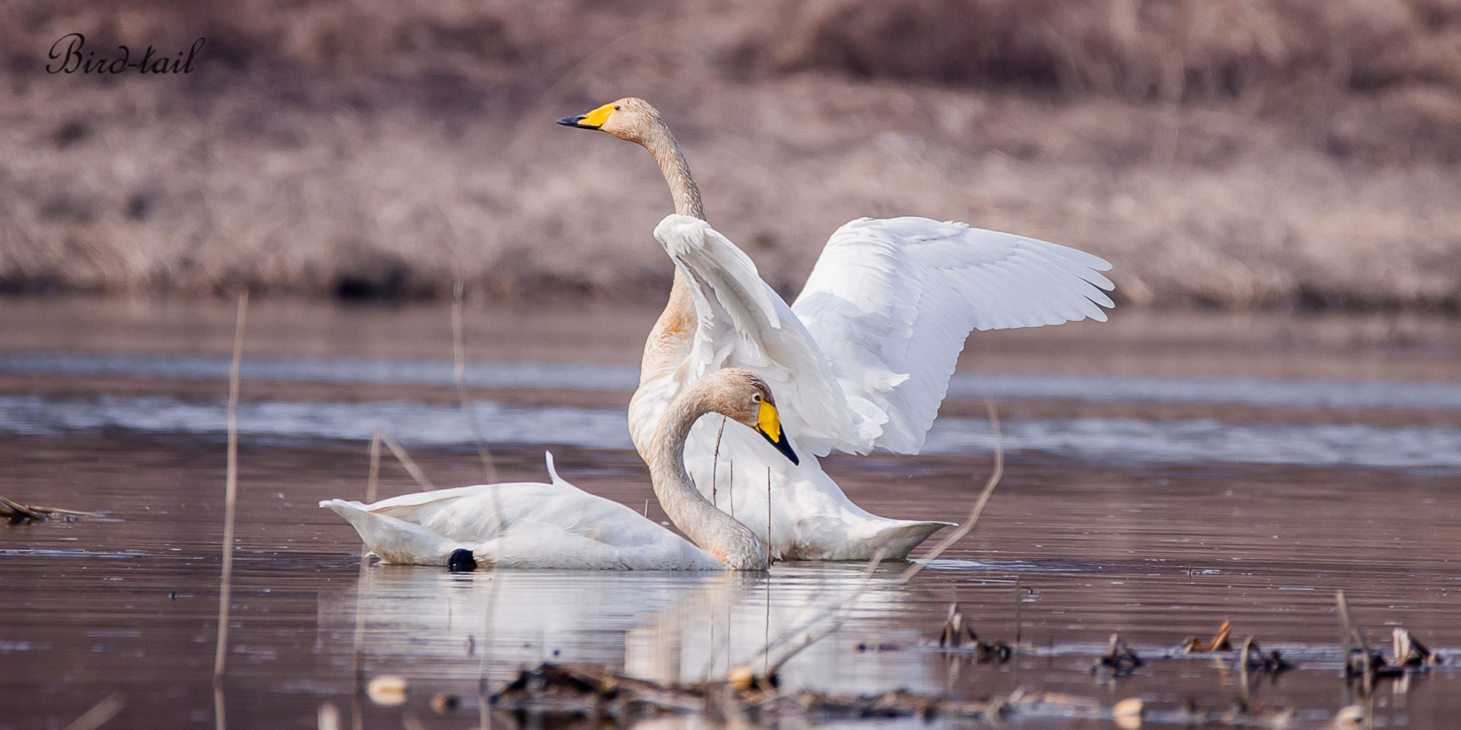 Sigma 150-600mm F5-6.3 DG OS HSM | C sample photo. Whooper swan korea photography