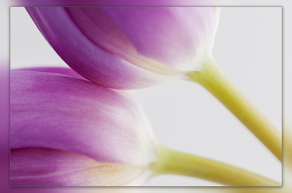 Sigma 150mm F2.8 EX DG OS Macro HSM sample photo. Touched photography