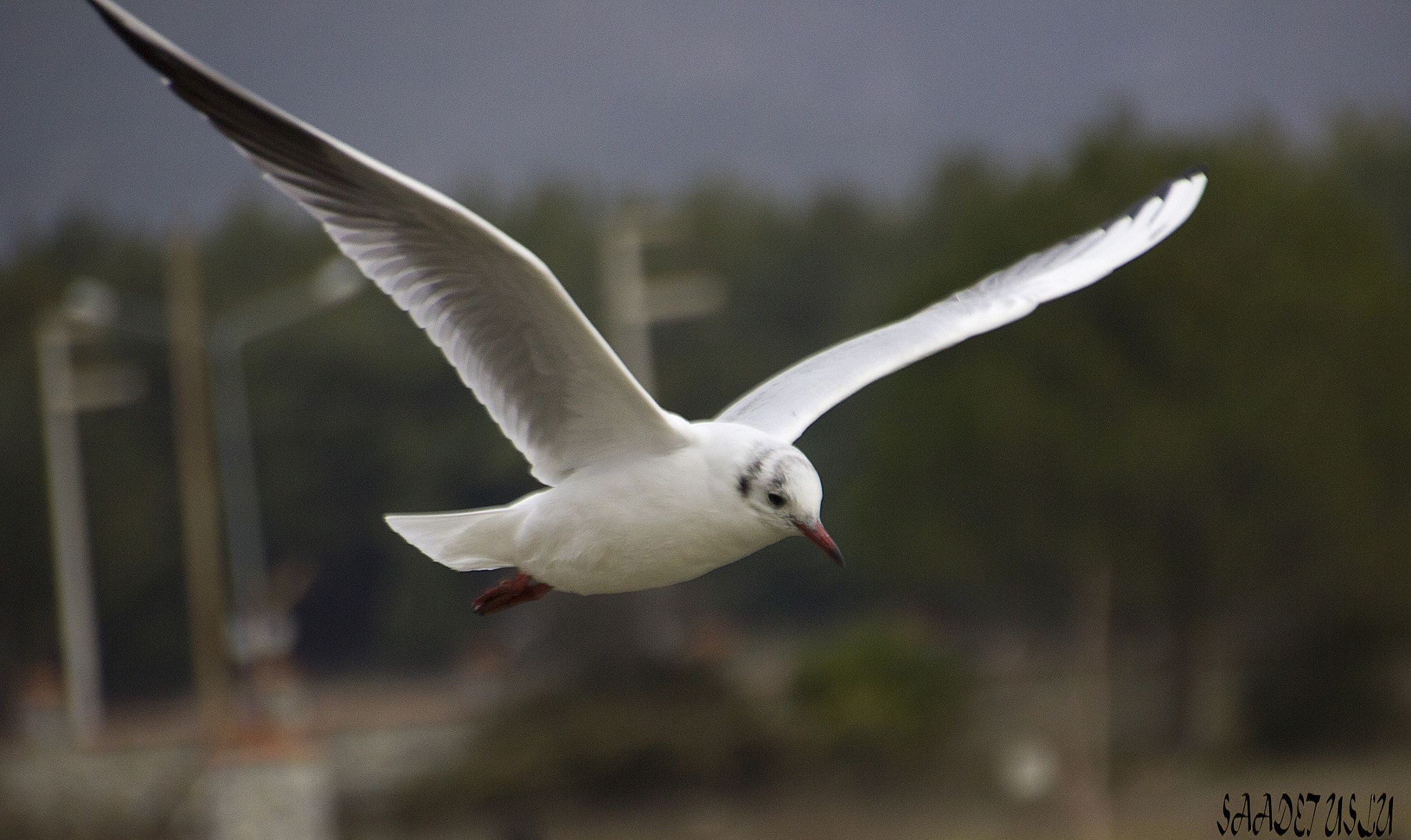 Canon EOS 550D (EOS Rebel T2i / EOS Kiss X4) sample photo. Fly in the sky photography