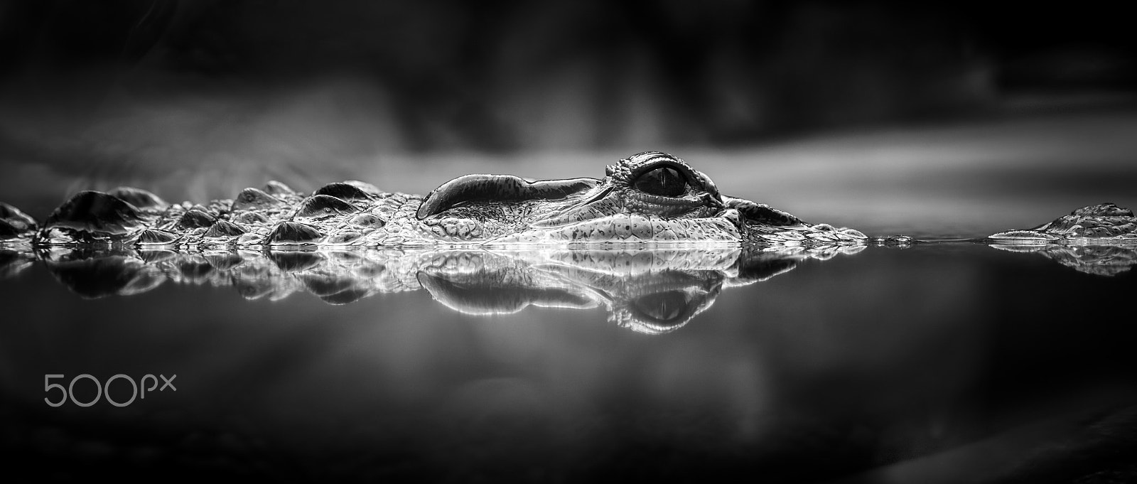 Sigma 24-70mm F2.8 EX DG Macro sample photo. Philippine crocodile photography