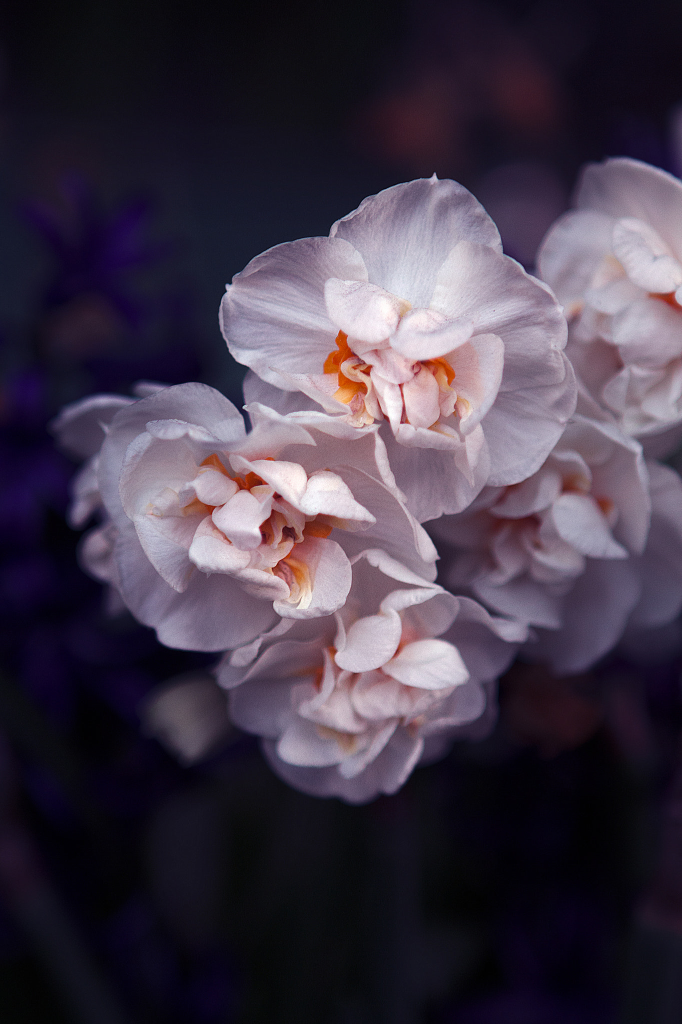 Canon EOS 60D + Canon EF 24-70mm F2.8L USM sample photo. . photography