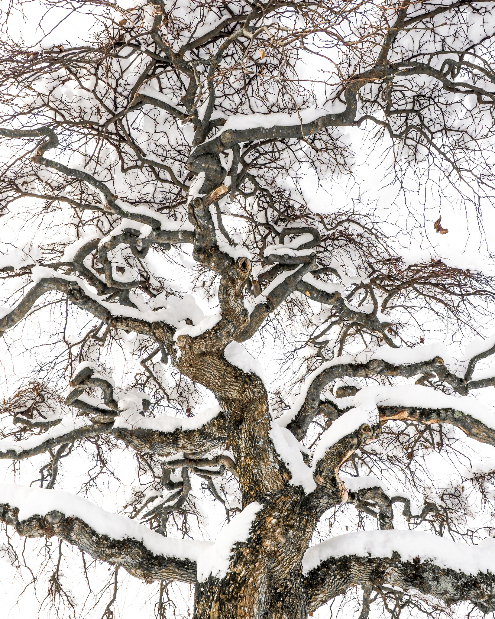 Olympus OM-D E-M1 Mark II + Olympus M.Zuiko Digital ED 12-40mm F2.8 Pro sample photo. The giving tree photography