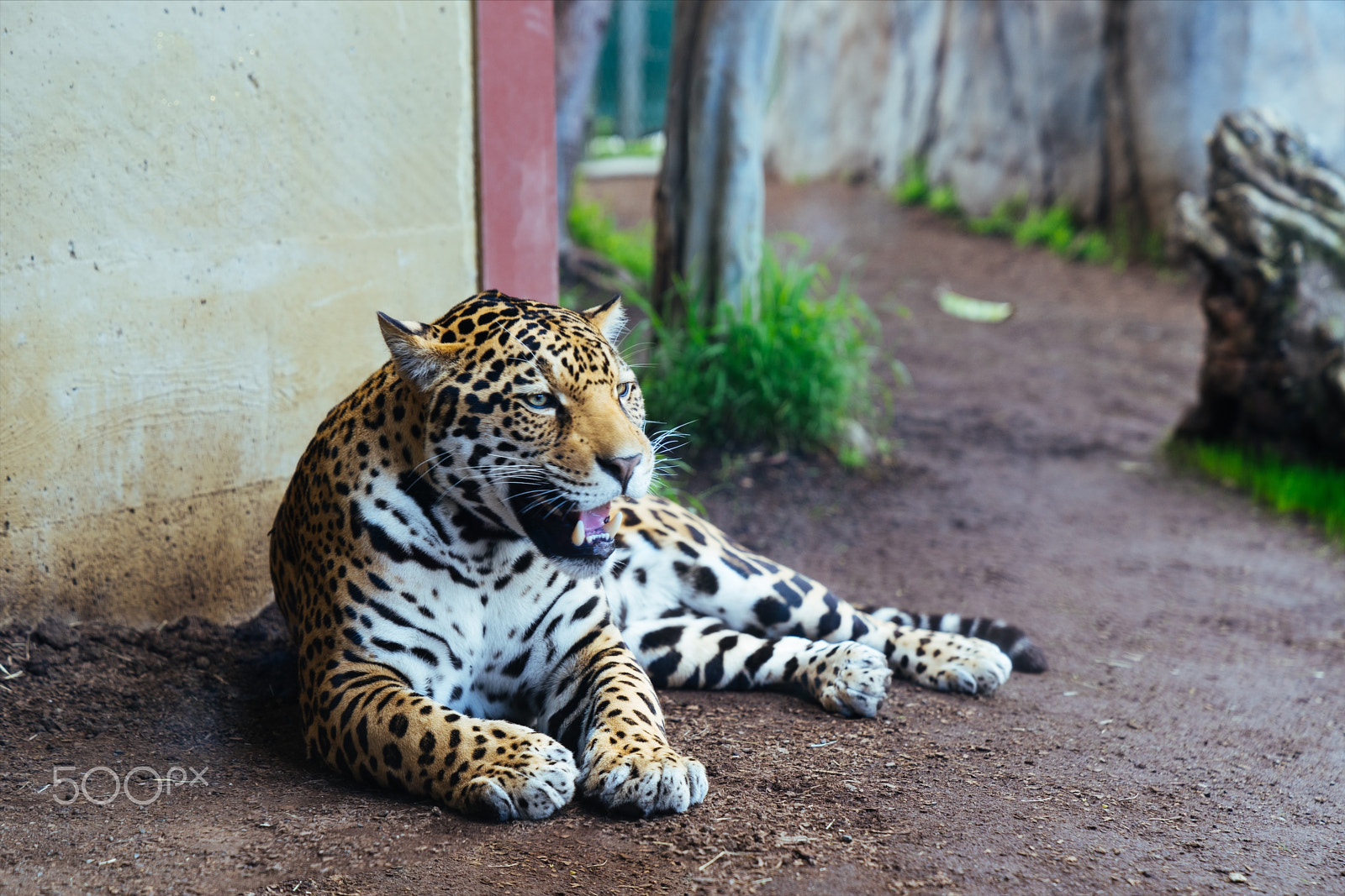 Sony a7 II + Sony FE 24-70mm F2.8 GM sample photo. Leopard at the zoo photography