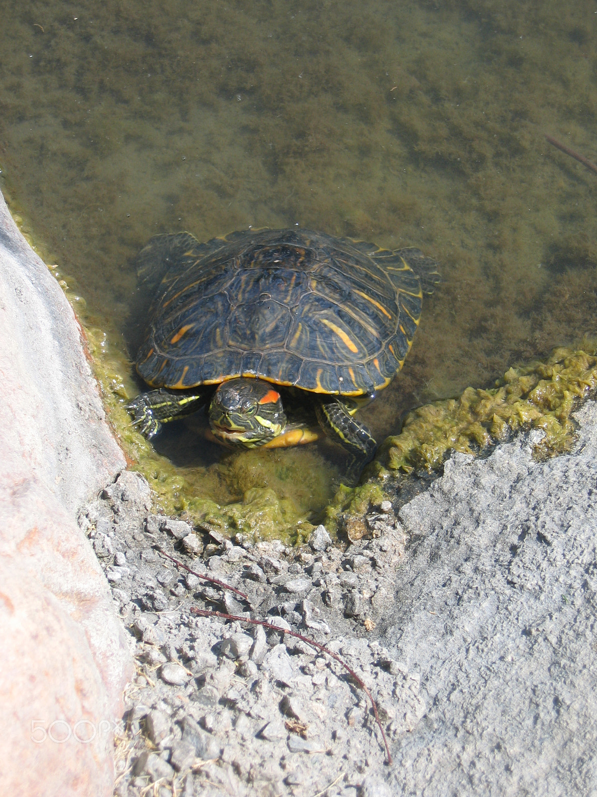 Canon POWERSHOT S500 sample photo. Wild red-eared slider photography