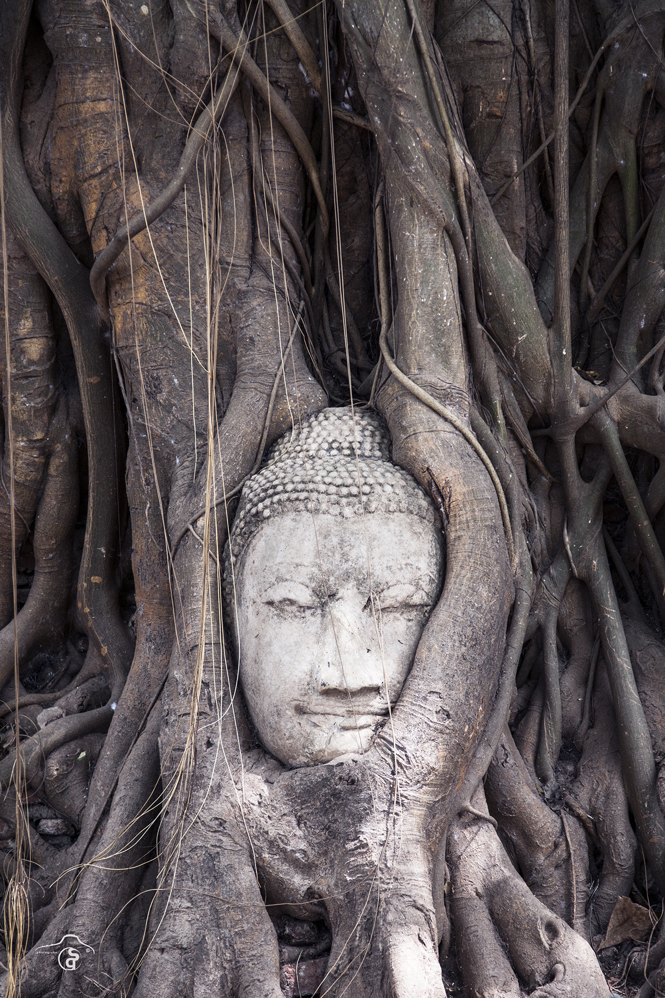 Canon EOS-1Ds Mark III sample photo. Buddha photography