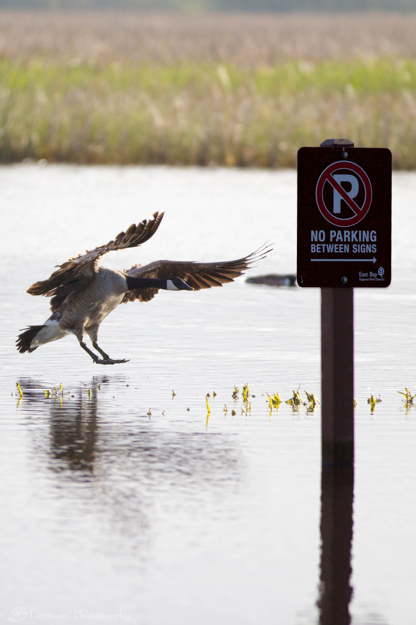 Canon EF 70-200mm F2.8L IS II USM sample photo. No parking, goose! photography