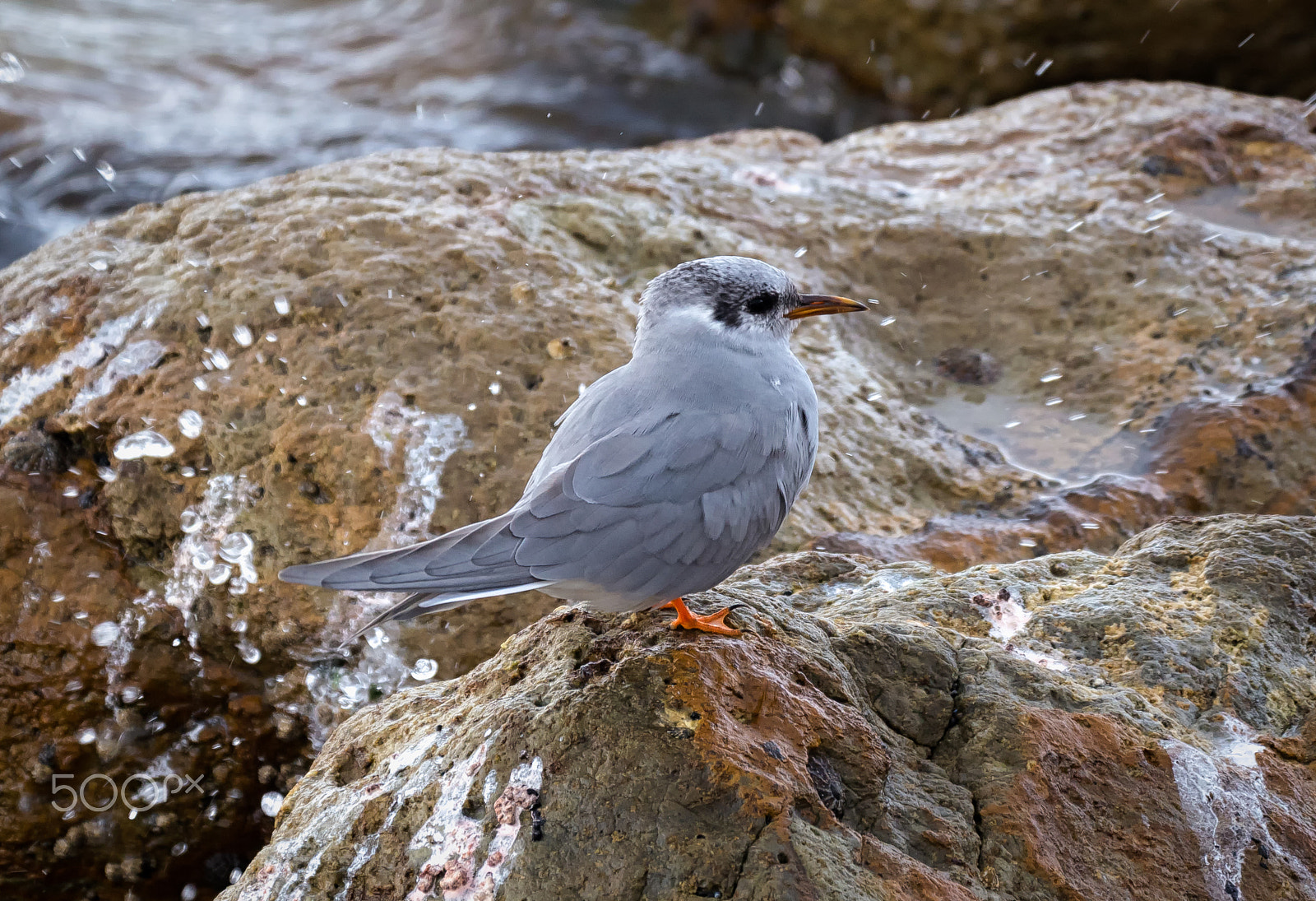 Panasonic Lumix DMC-GH4 + LEICA DG 100-400/F4.0-6.3 sample photo. Black-fronted tern photography