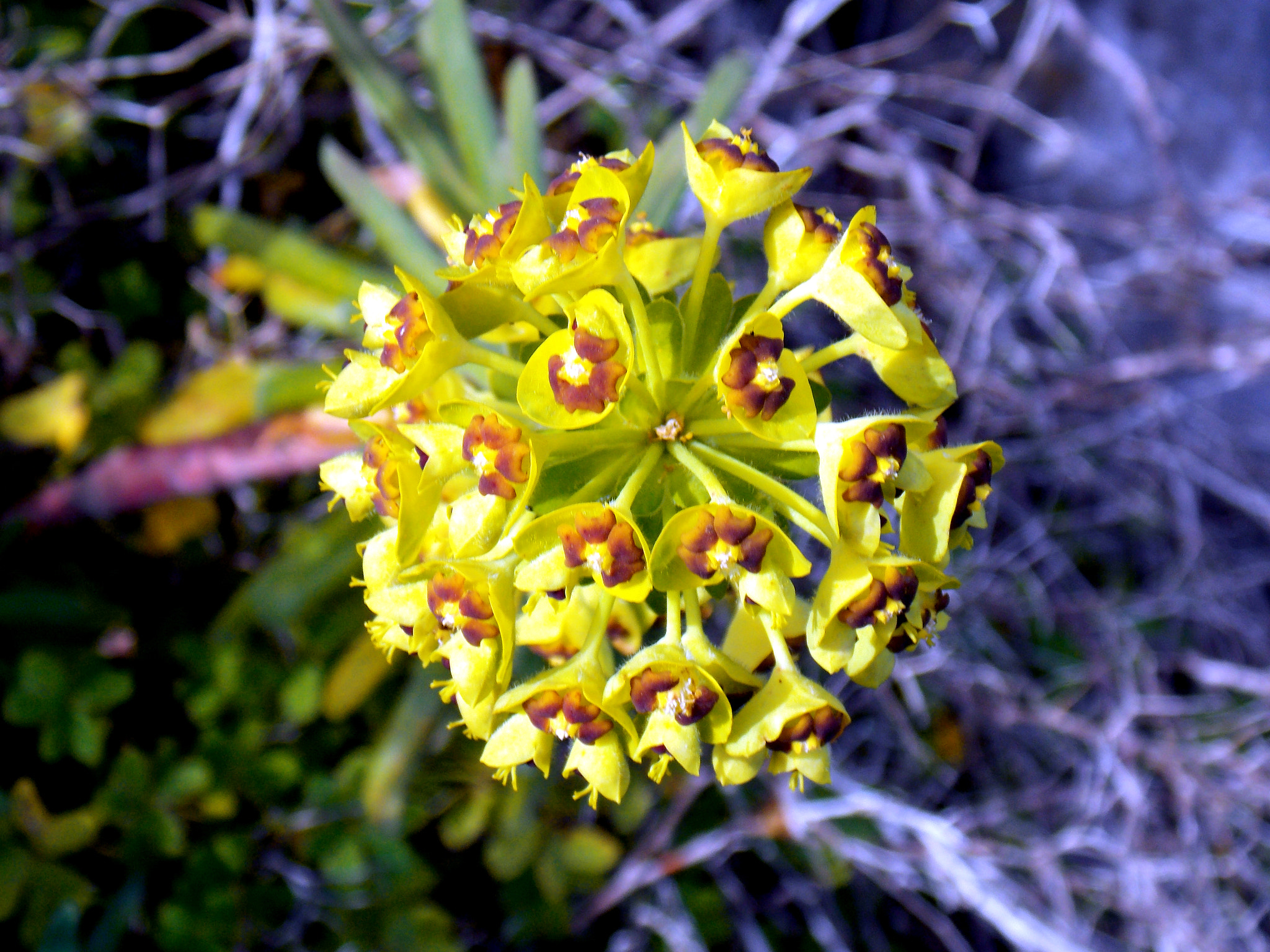 Nikon COOLPIX L320 sample photo. Flower photography