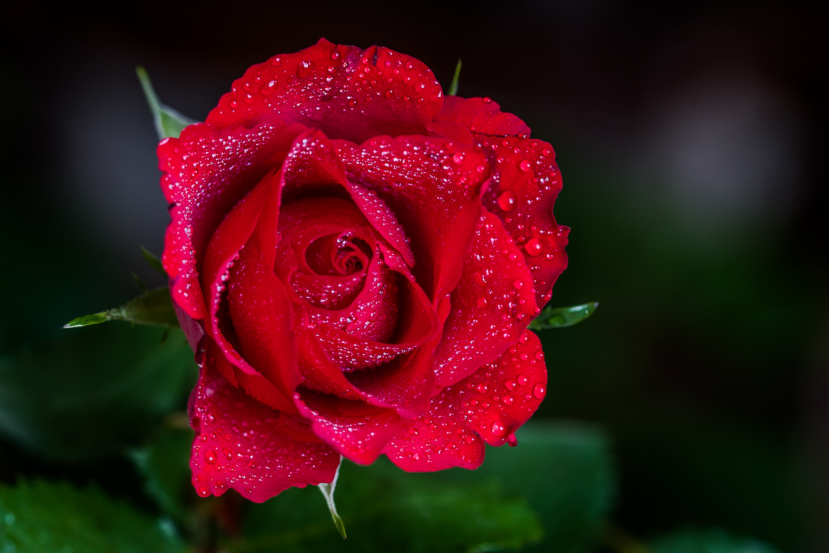 Sigma 105mm F2.8 EX DG OS HSM sample photo. Red rose photography