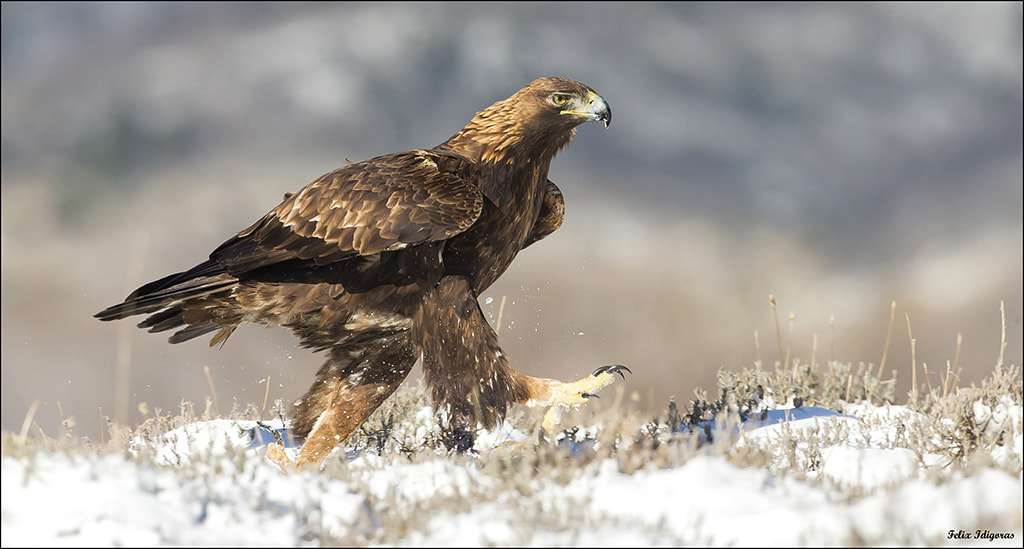 Canon EOS-1D X + Canon EF 500mm F4L IS USM sample photo. Con paso firme photography