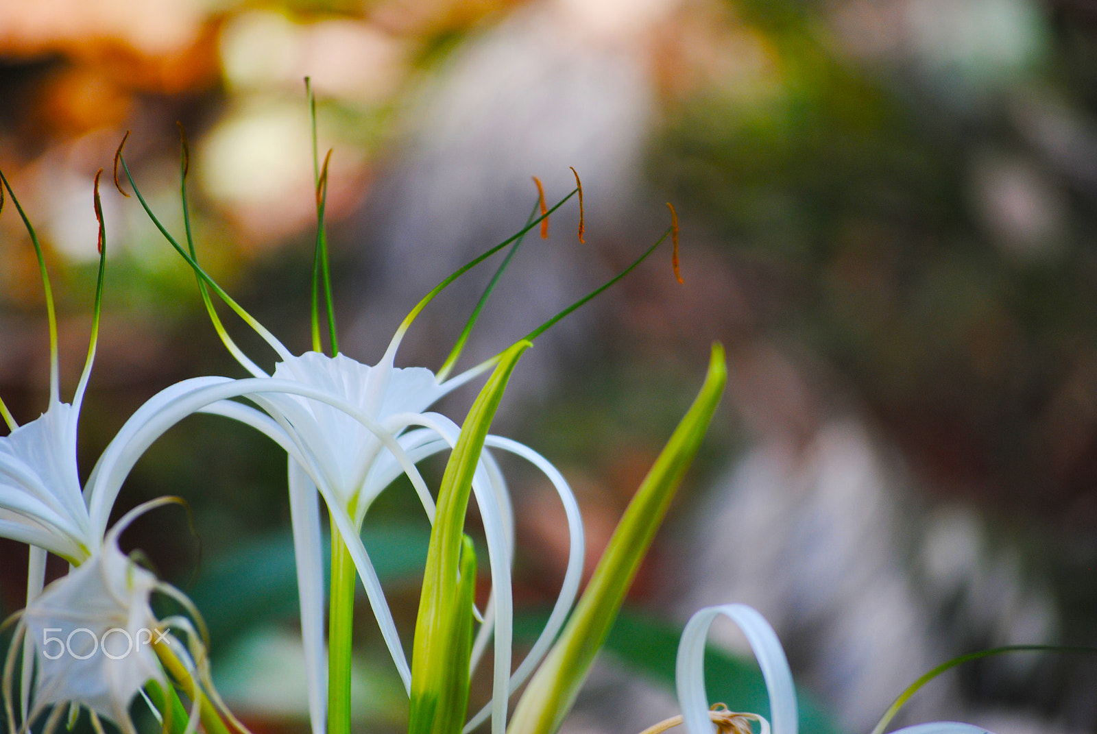 Nikon D3000 sample photo. White flower photography