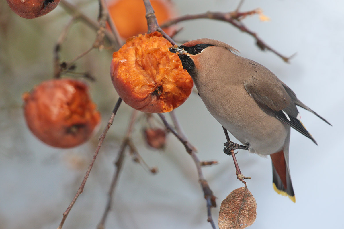 Canon EF 300mm F2.8L IS II USM sample photo. The bohemian waxwing on the apple tree photography