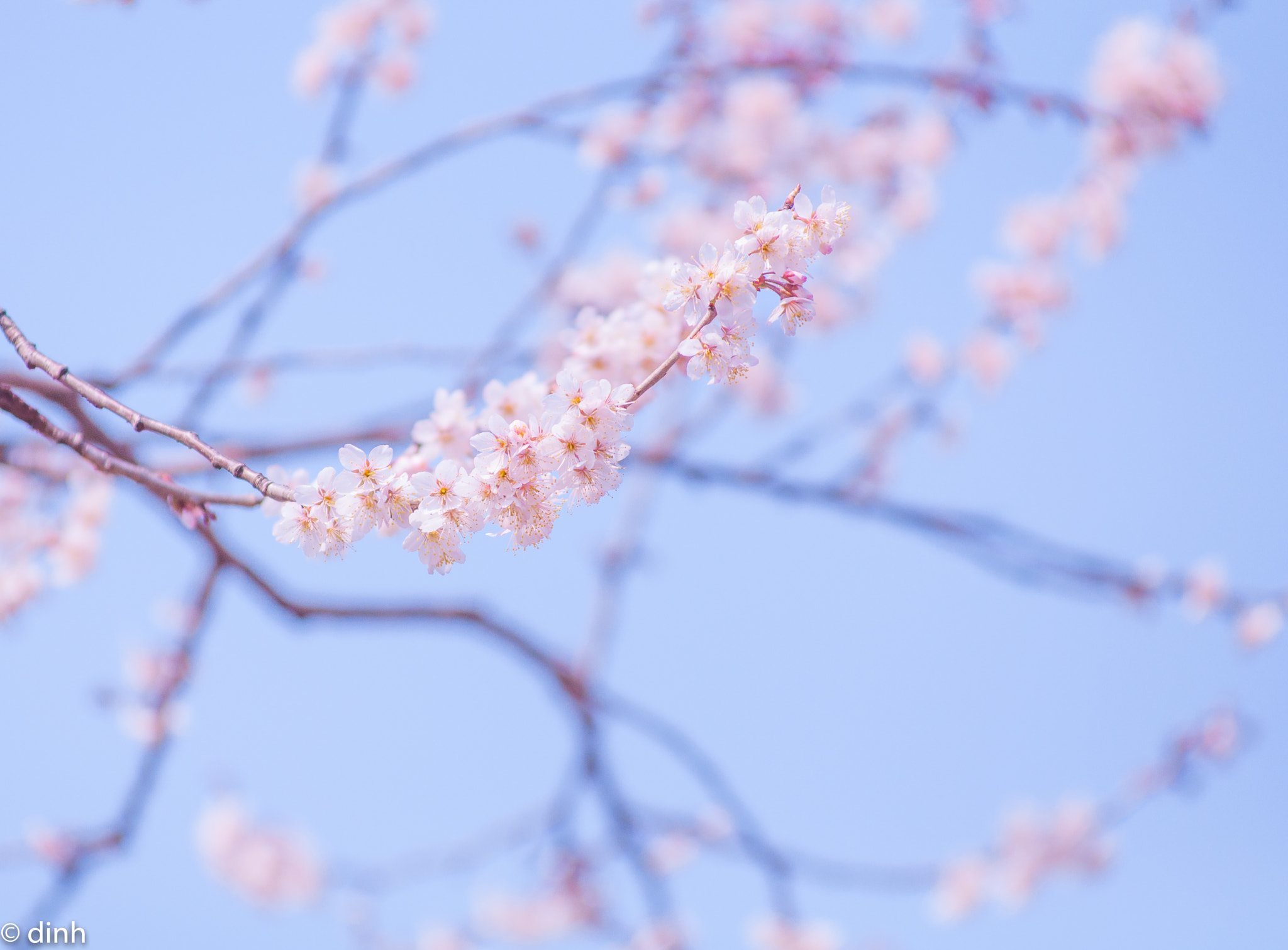 Nikon AF-Nikkor 80-200mm F2.8D ED sample photo. 白梅 photography