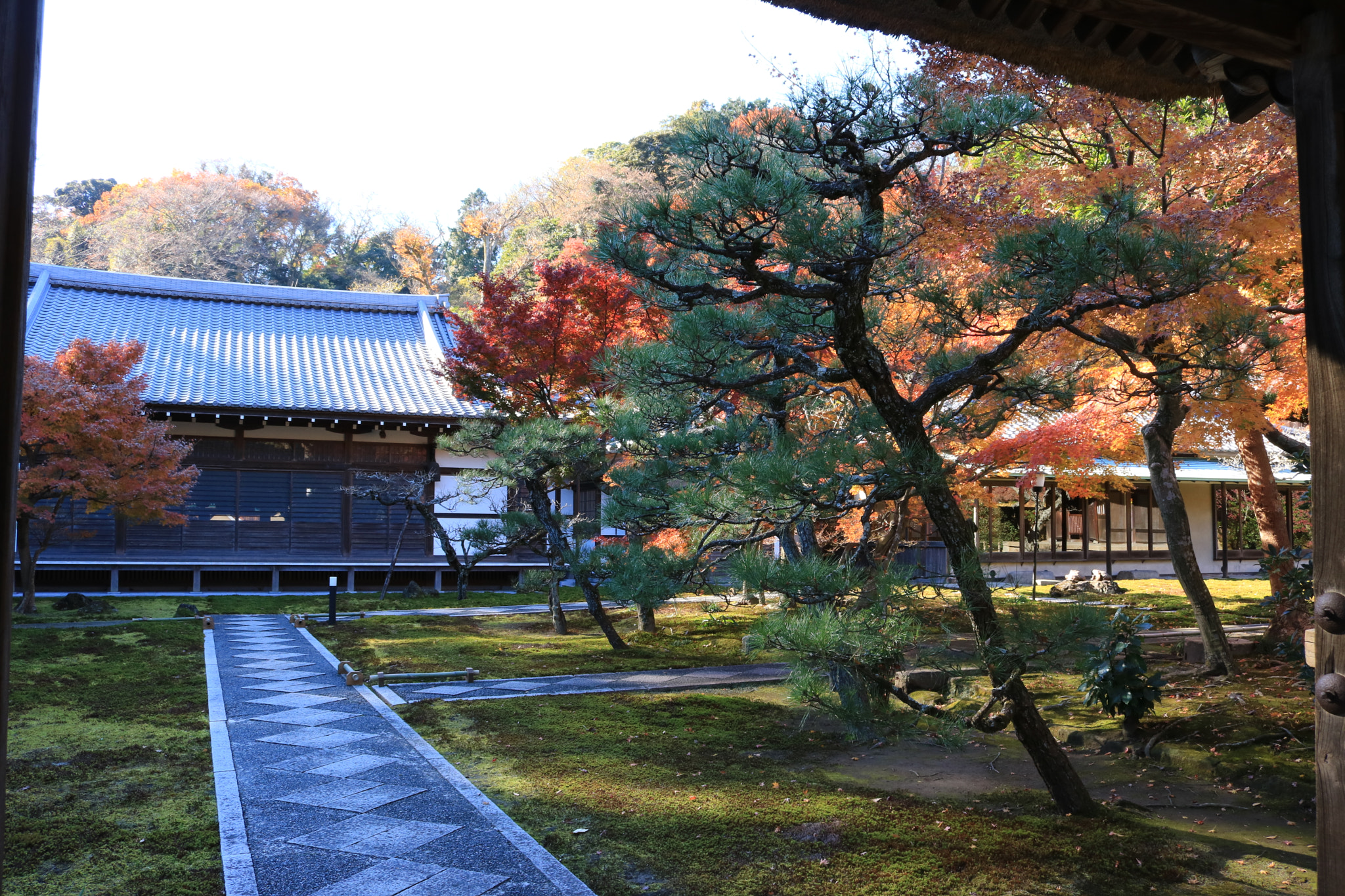 Canon EOS 760D (EOS Rebel T6s / EOS 8000D) + Canon EF-S 18-55mm F3.5-5.6 IS STM sample photo. Red leaves photography