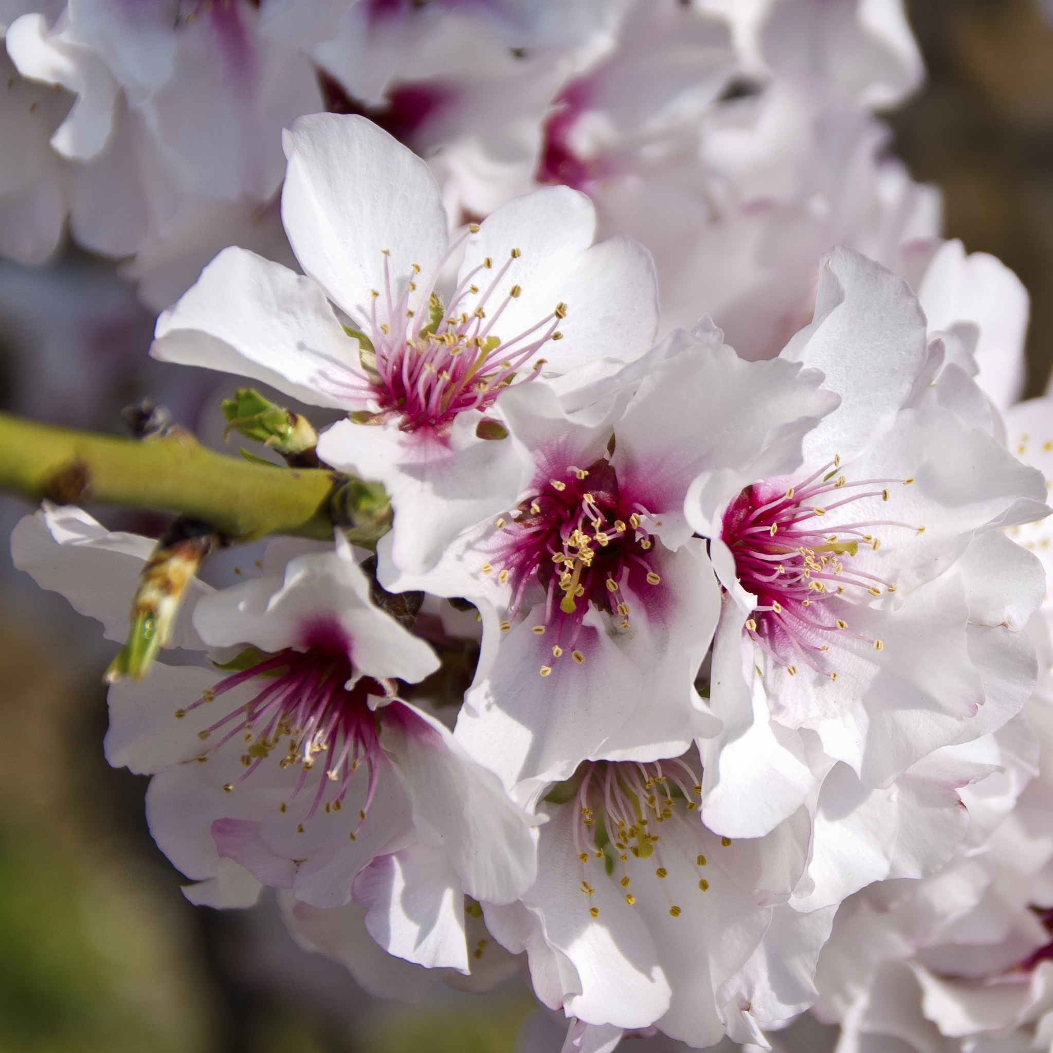 Pentax K-x + Tamron AF 18-200mm F3.5-6.3 XR Di II LD Aspherical (IF) Macro sample photo. Spring is coming photography