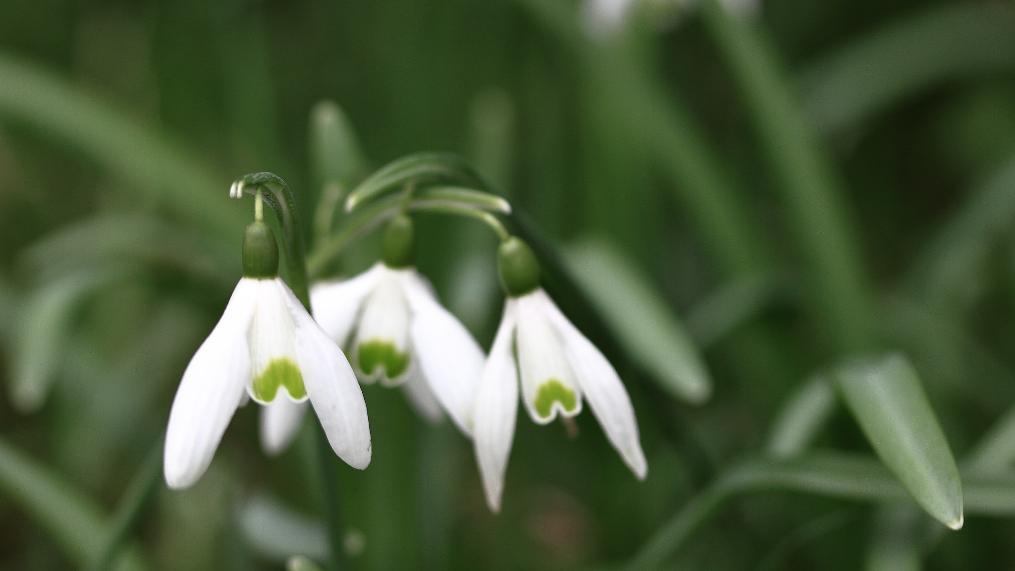 Canon EF-S 60mm F2.8 Macro USM sample photo. Snowdrop photography
