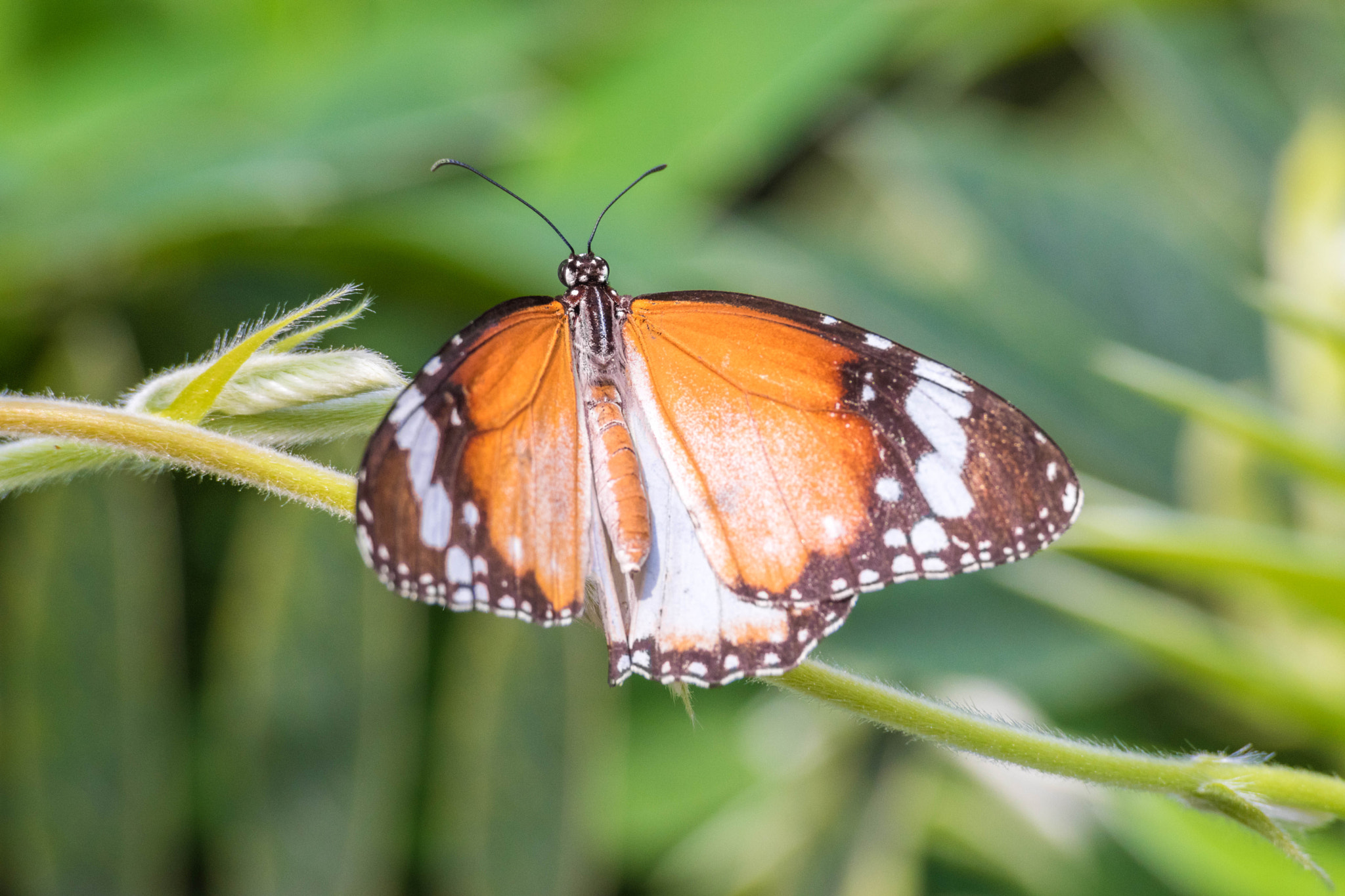 Nikon D5500 sample photo. Plain tiger photography