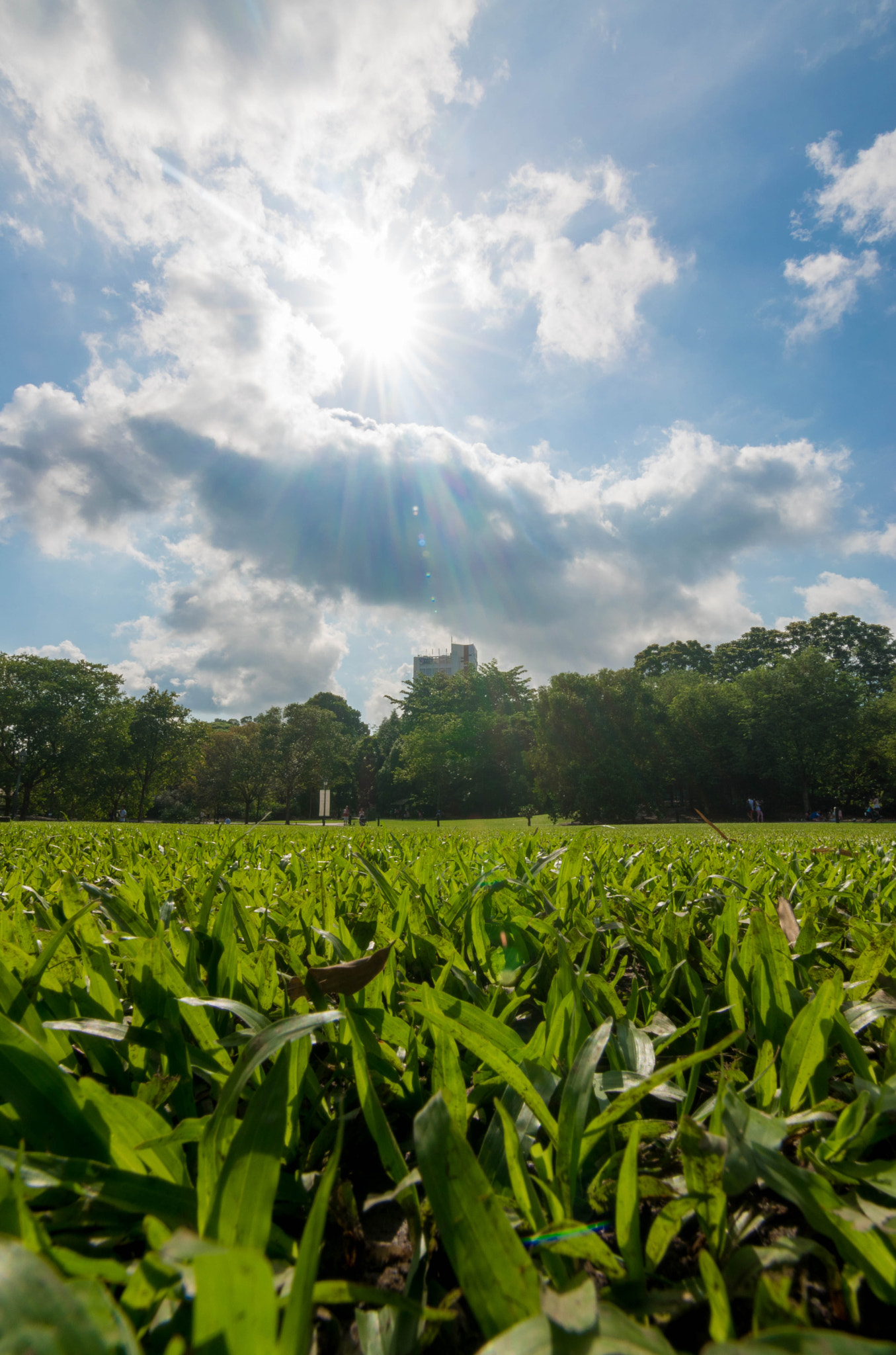 Nikon D5500 sample photo. Field photography