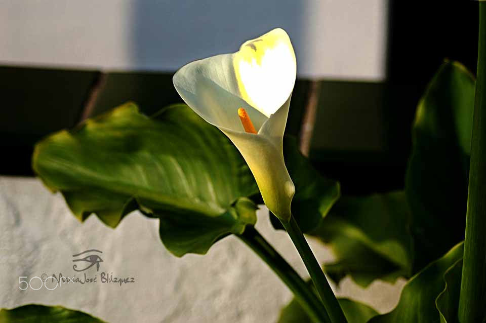 Nikon D40 sample photo. Calas photography