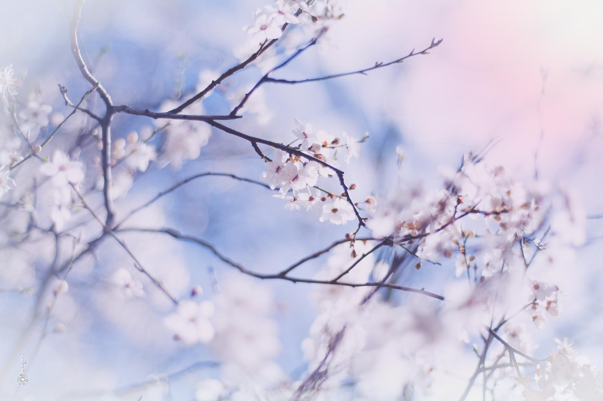 Nikon D700 + Nikon AF Nikkor 50mm F1.8D sample photo. Spring is coming photography