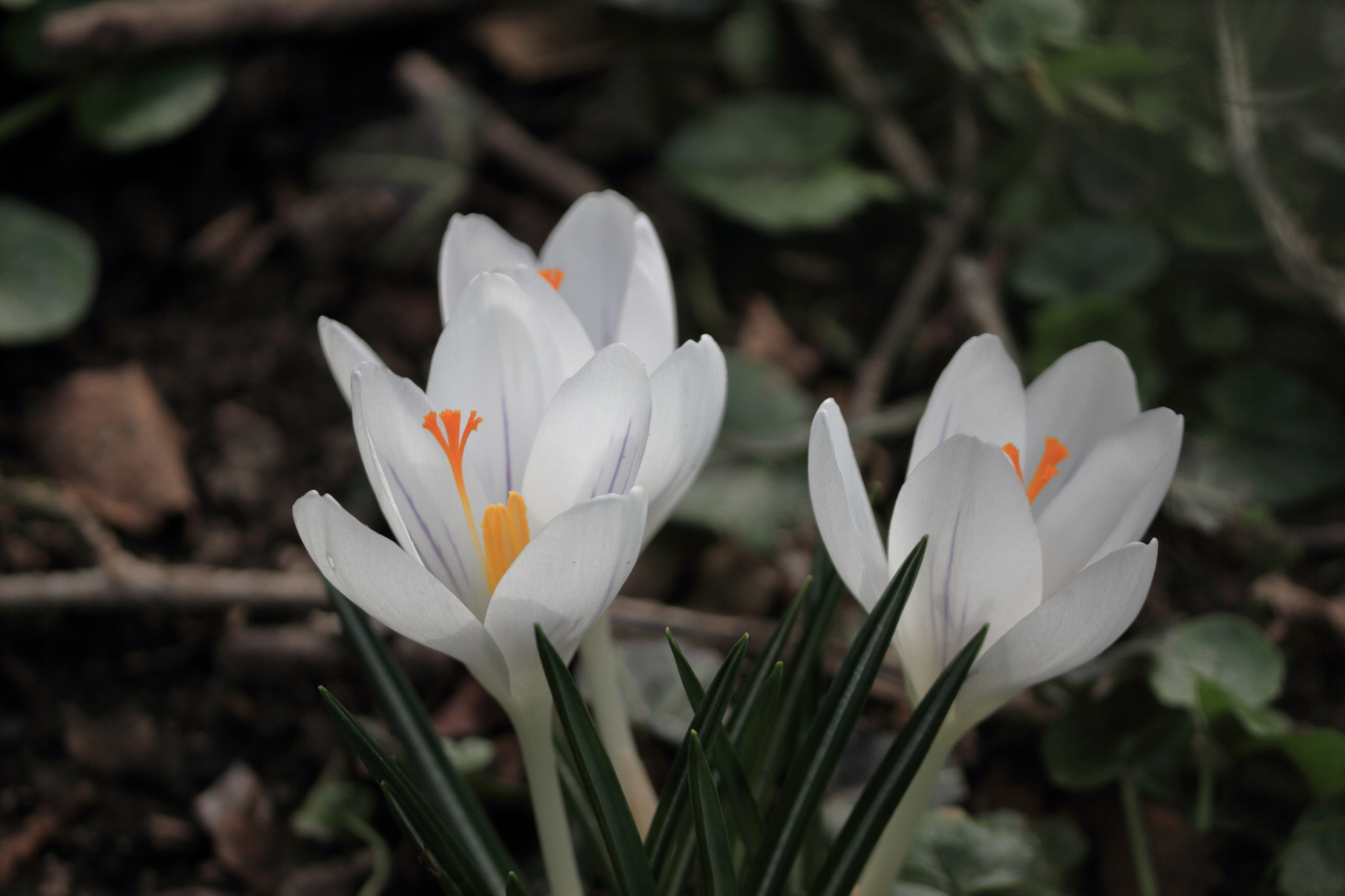 Canon EF-S 55-250mm F4-5.6 IS II sample photo. White flowers photography
