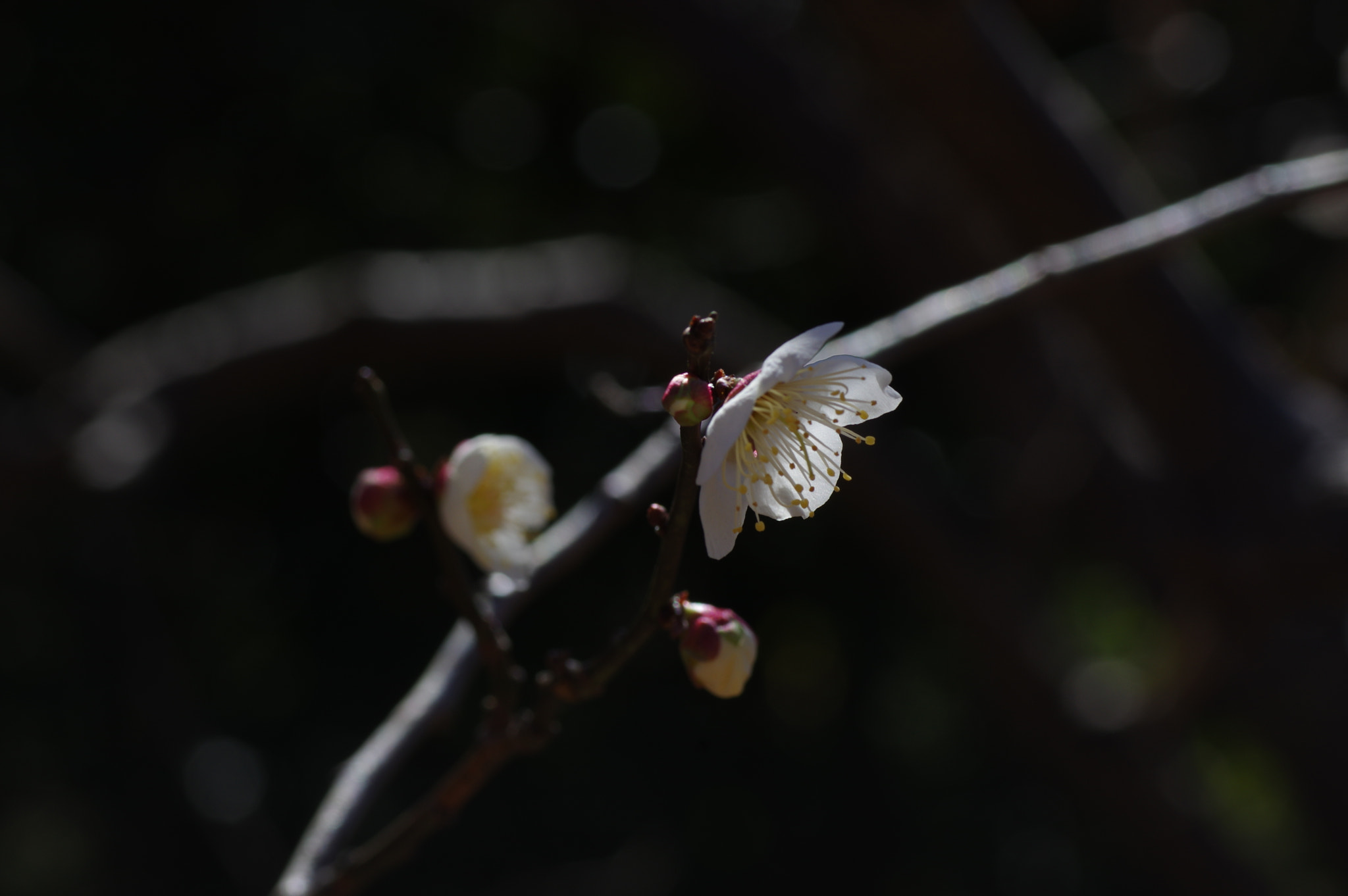 Pentax K-3 II + Tamron SP AF 90mm F2.8 Di Macro sample photo. White plum photography