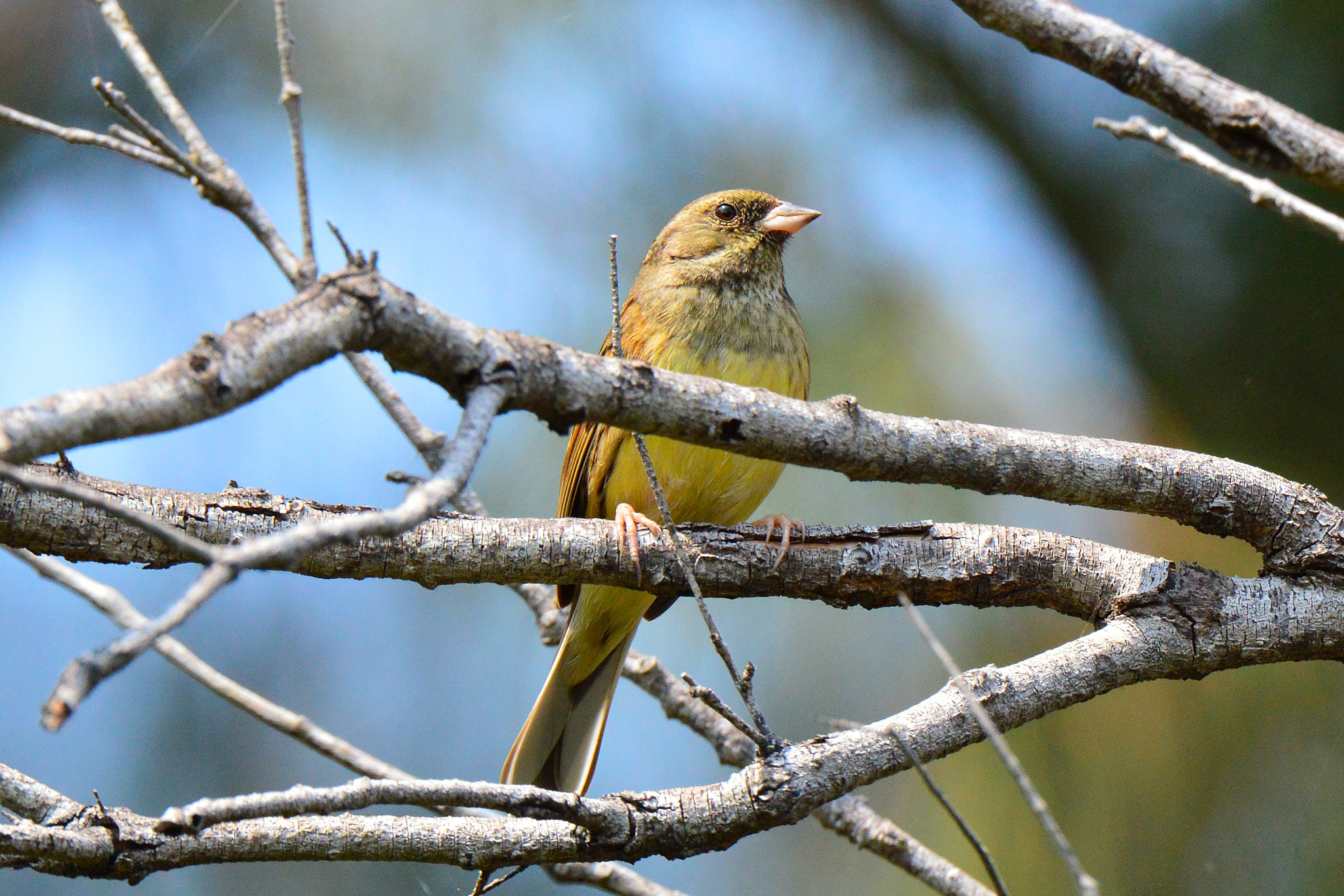 Nikon D3200 sample photo. Black-faced bunting photography