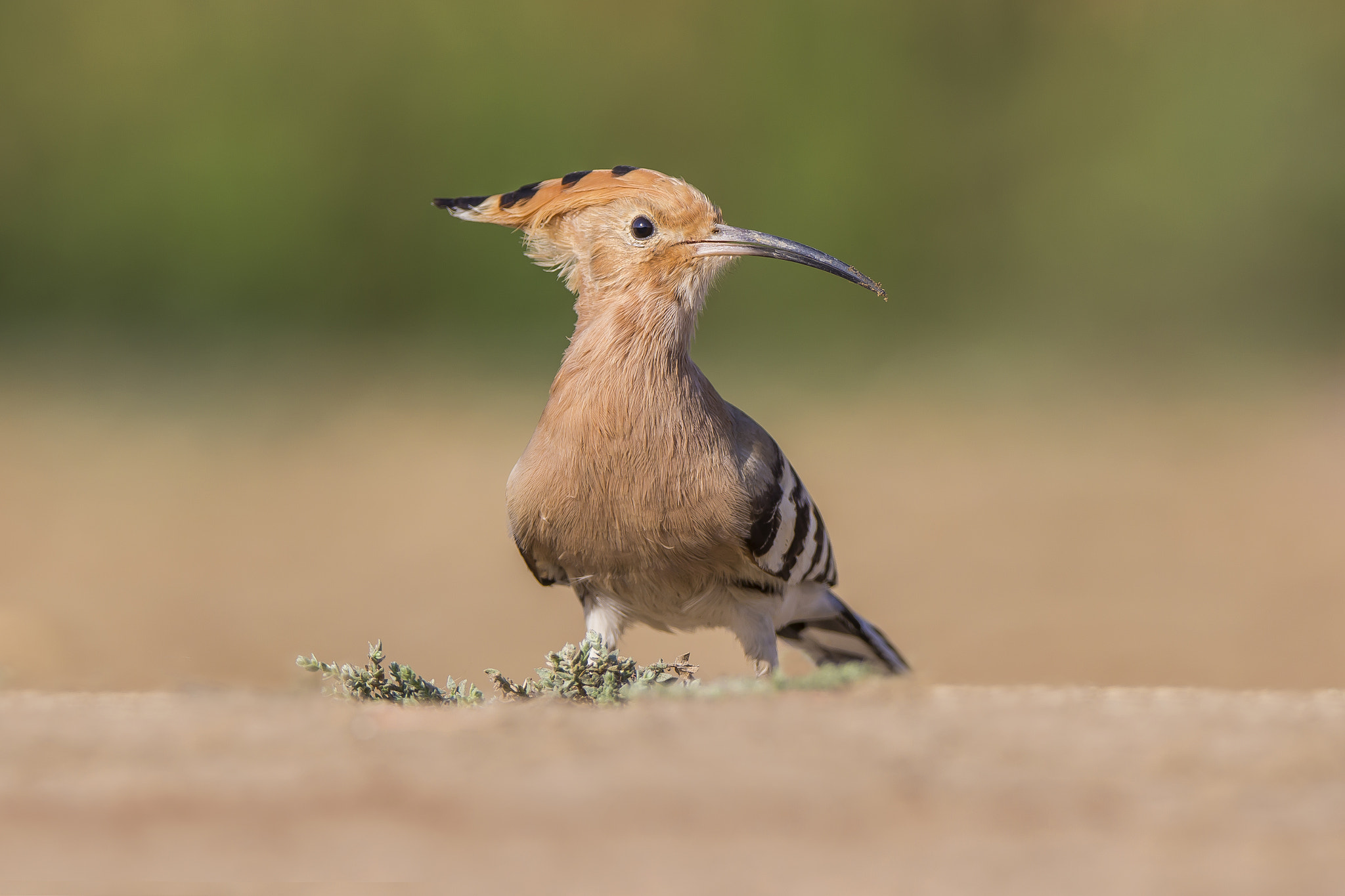 Tamron SP 150-600mm F5-6.3 Di VC USD sample photo. Hoppoe • timbi •  march 2017 photography