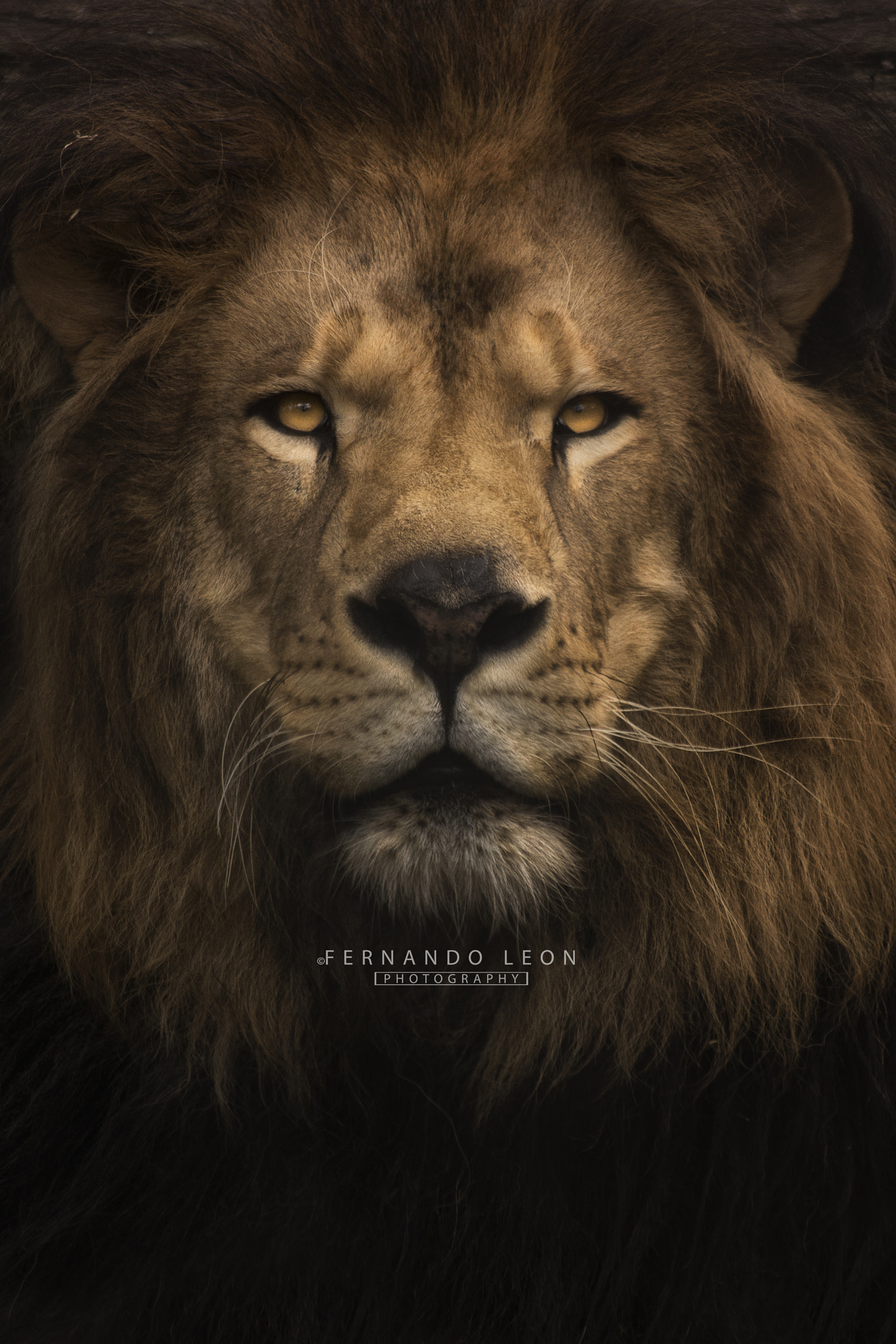 Nikon D7200 sample photo. The king watches me photography