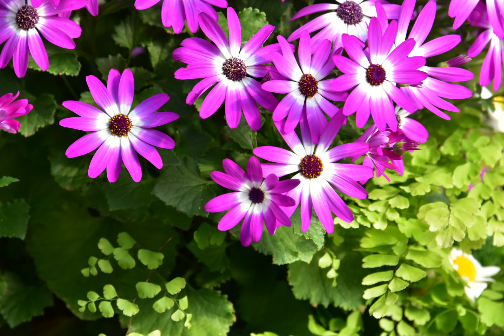 Nikon D7200 sample photo
