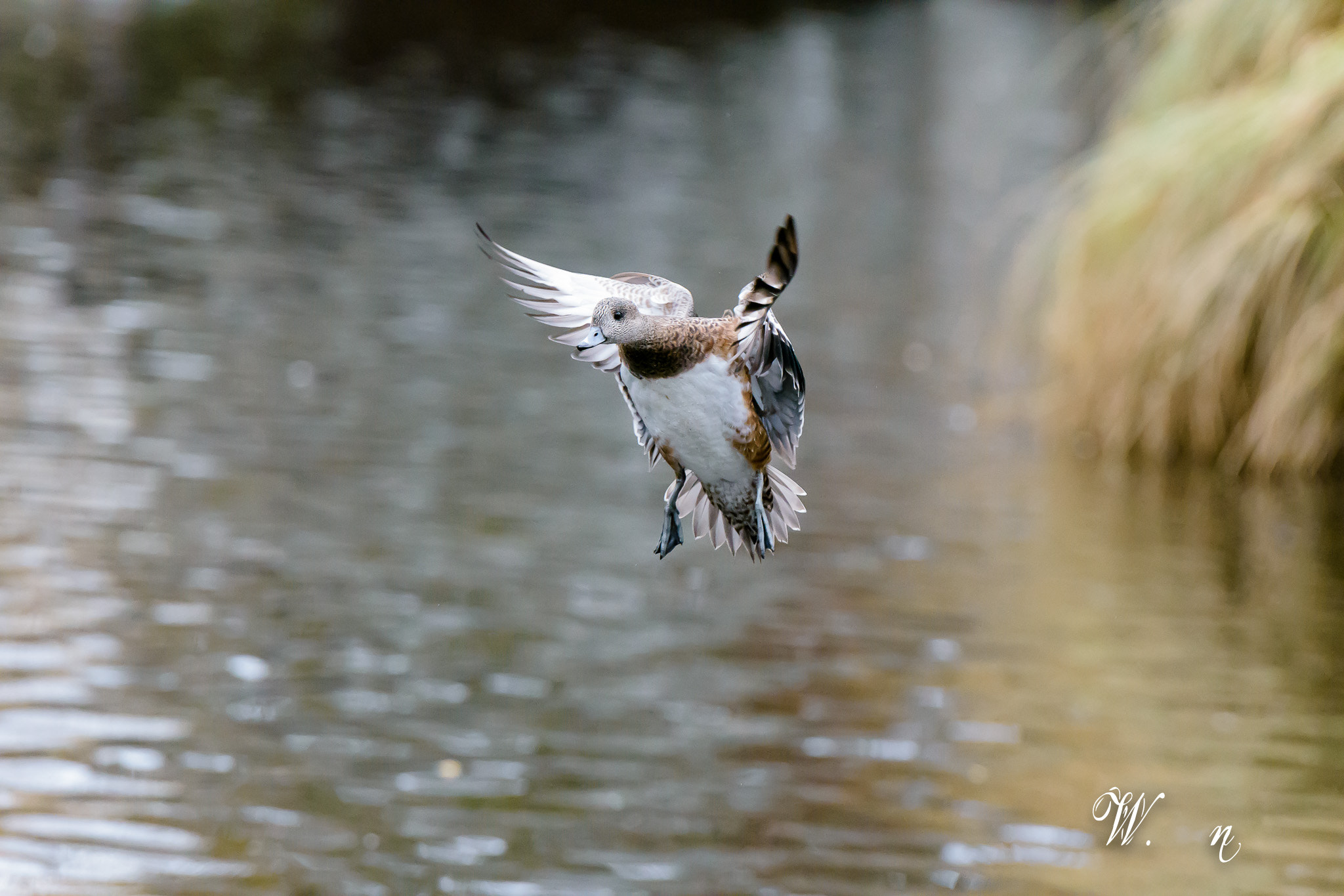 Nikon AF-S Nikkor 70-200mm F2.8G ED VR II sample photo. Female mallard. photography