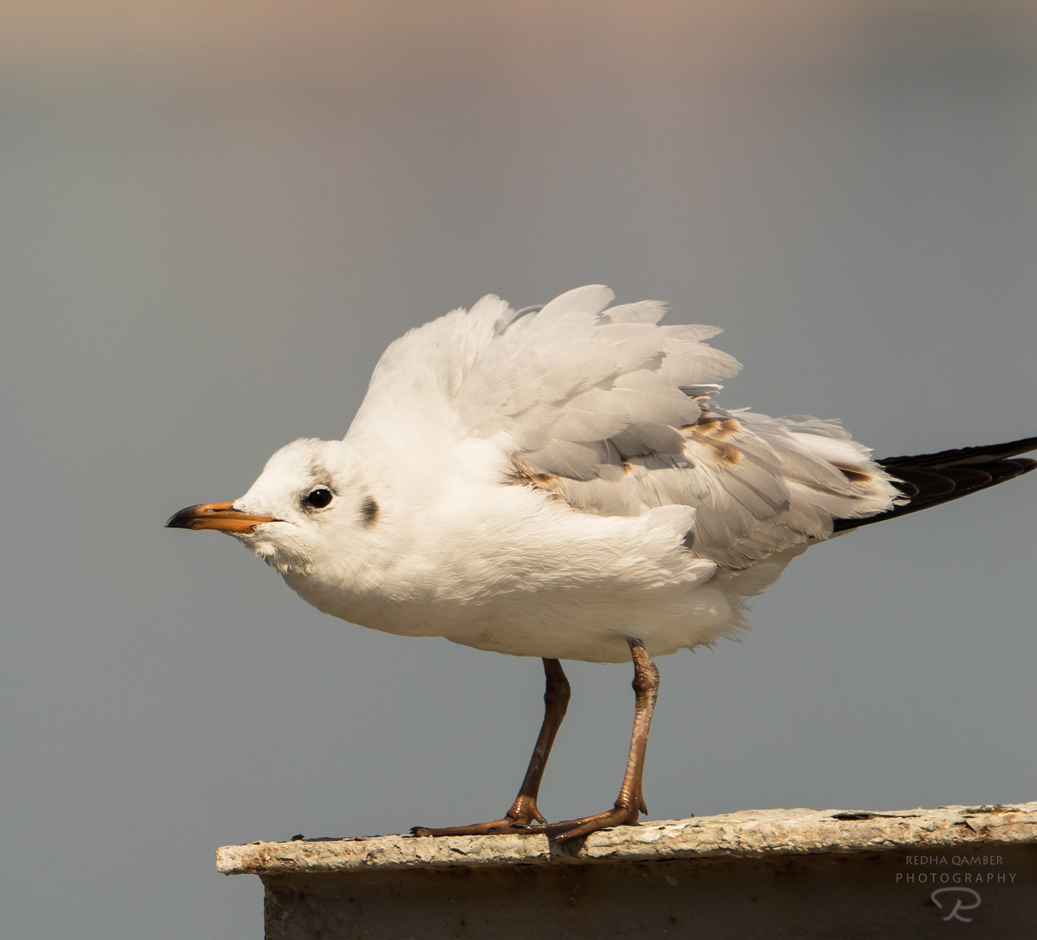 Canon EF 500mm F4L IS II USM sample photo. Fluffy photography