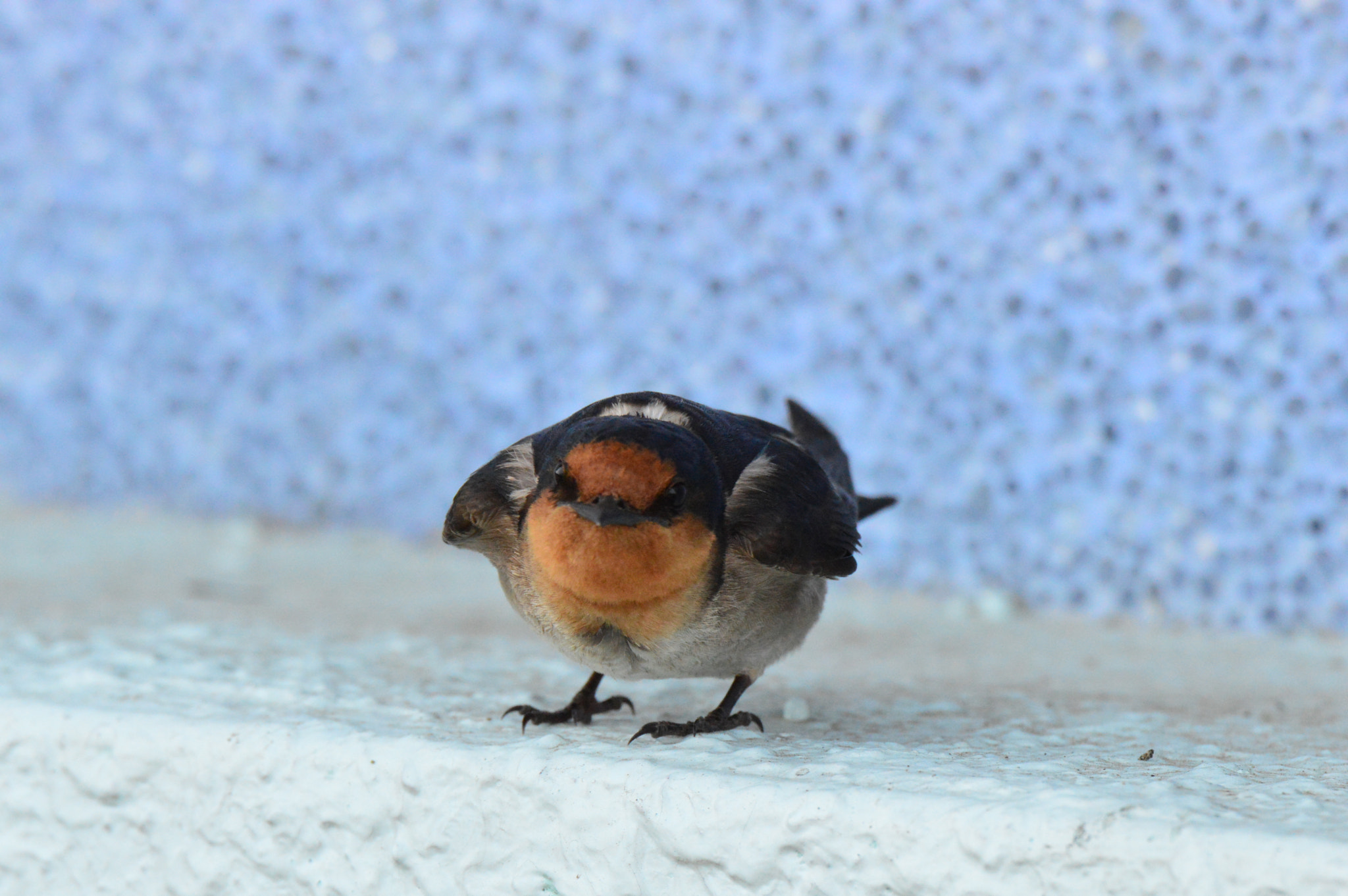 Nikon D3200 sample photo. Swallow photography