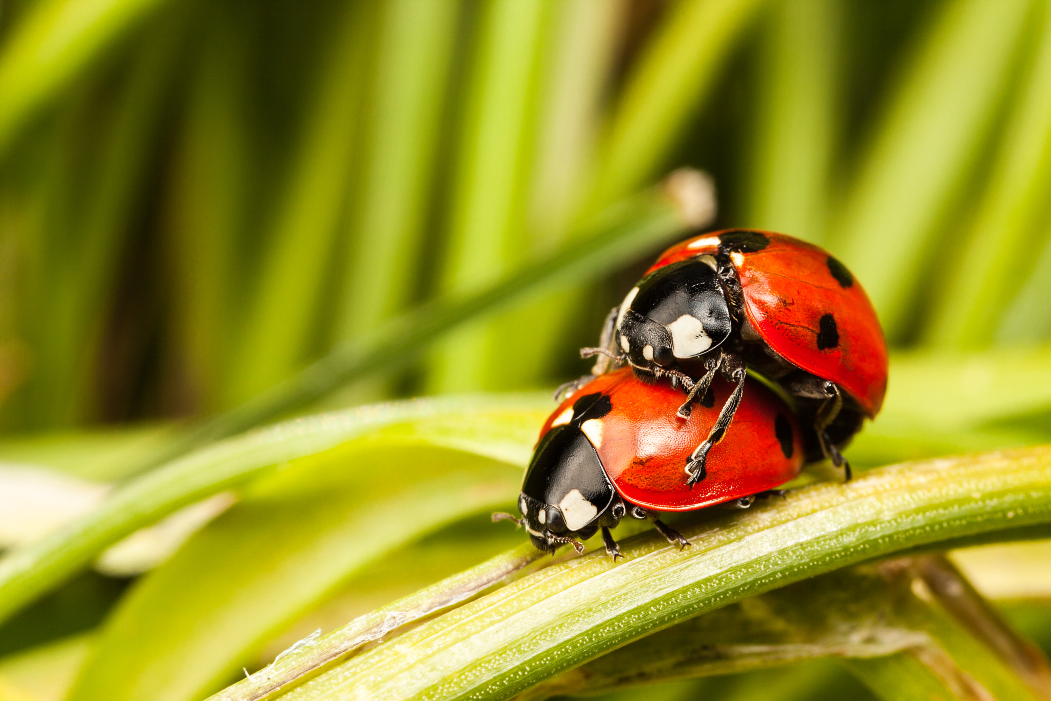 Canon EOS 5D Mark II + Canon MP-E 65mm F2.5 1-5x Macro Photo sample photo. Seven-spot ladybirds photography