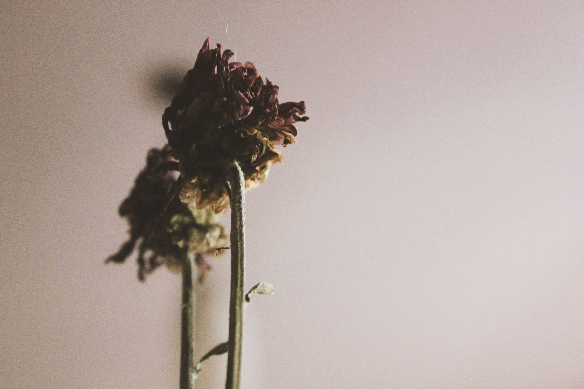 Canon EOS 550D (EOS Rebel T2i / EOS Kiss X4) sample photo. You've got divine blood running in your veins. photography