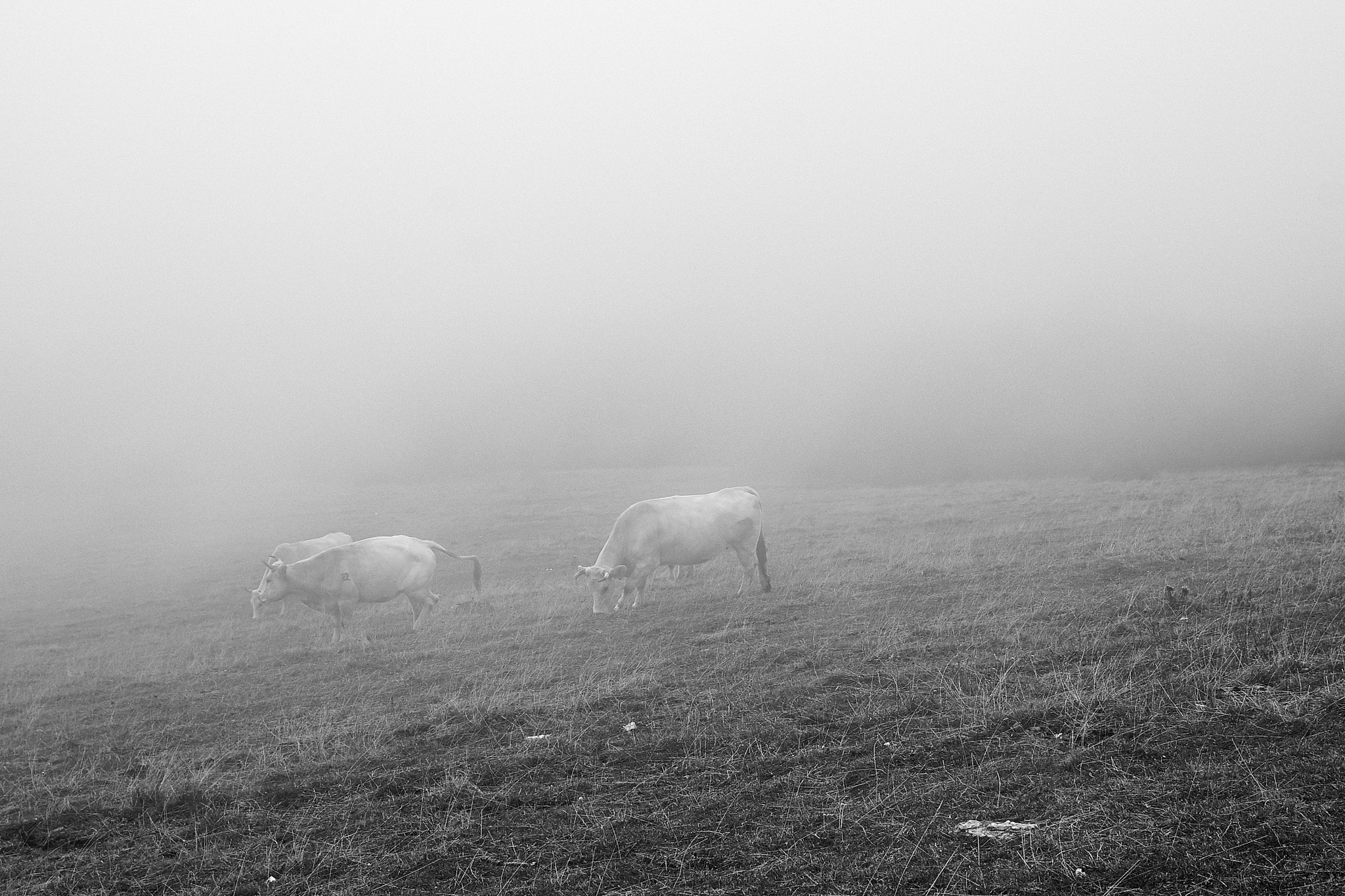 Sony a7 + Sony DT 50mm F1.8 SAM sample photo. Cows 5 photography