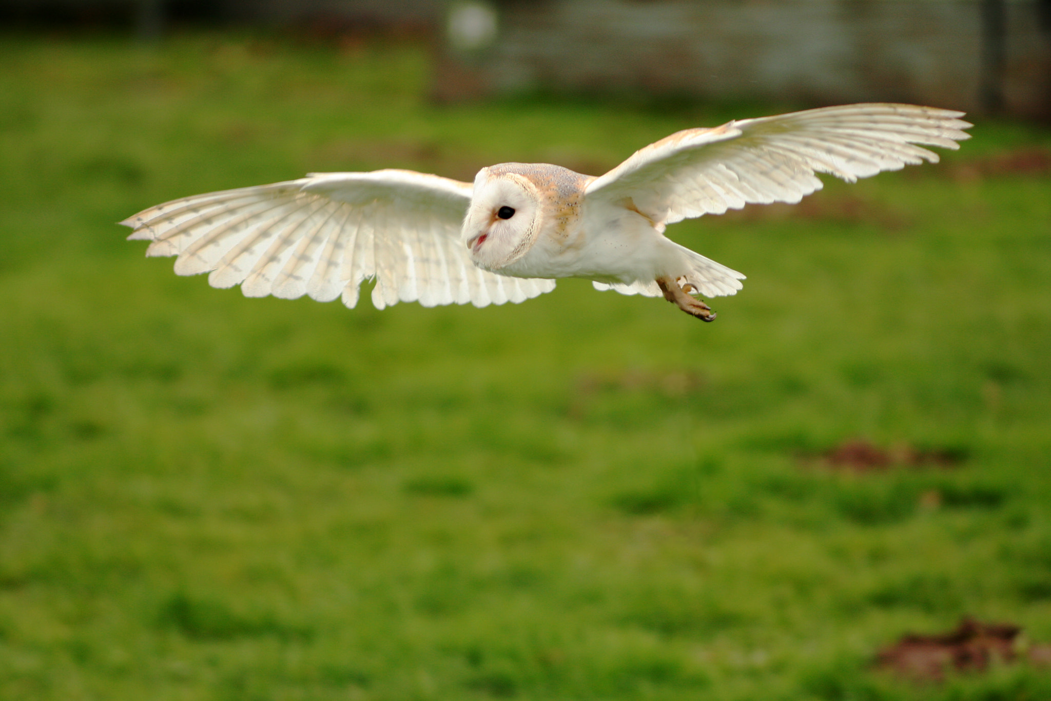 Canon EOS 40D + Canon EF 135mm F2.8 SF sample photo. Barn owl flying across a field photography