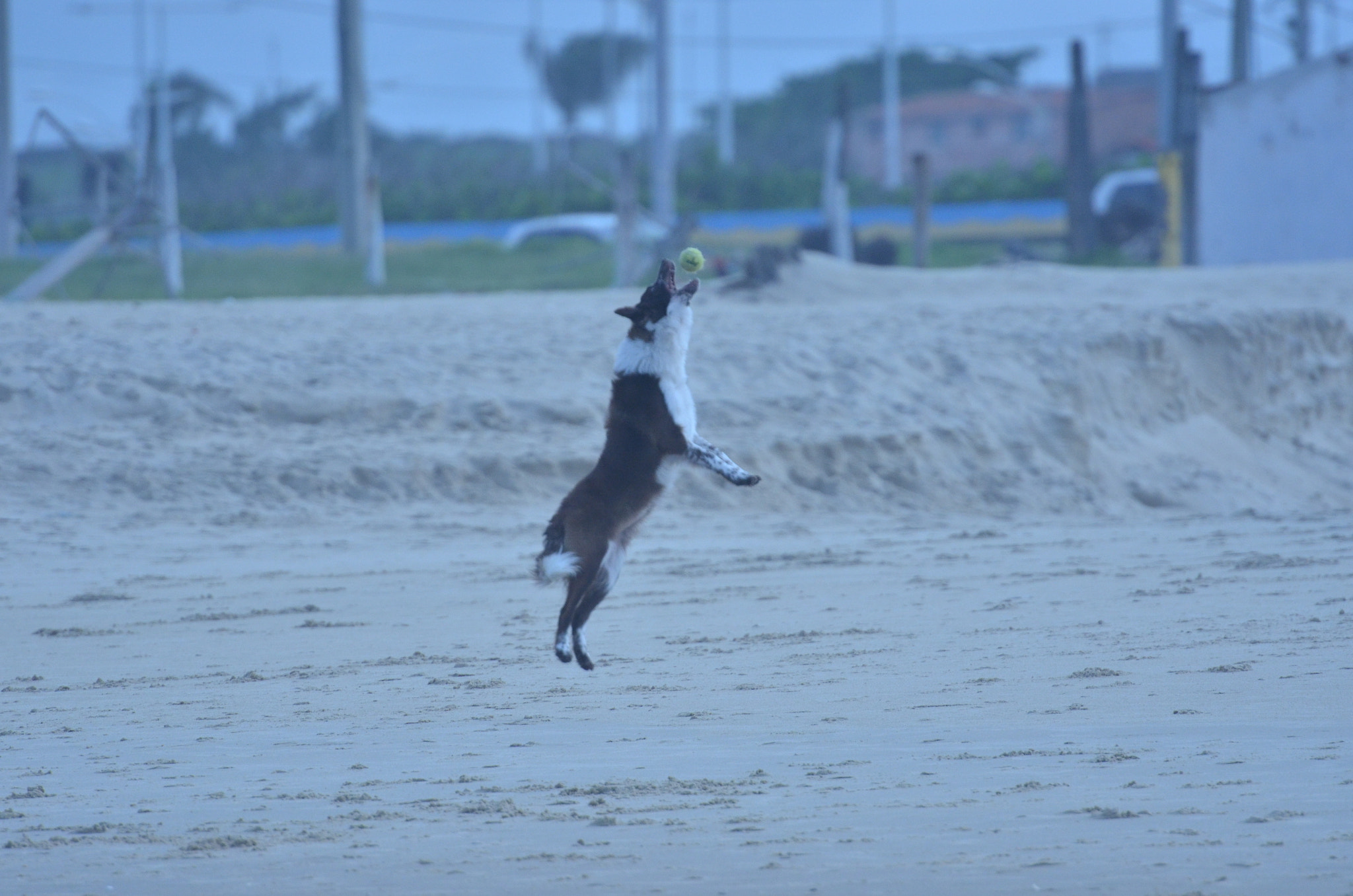 Nikon AF-S Nikkor 70-200mm F2.8G ED VR II sample photo. Good catch... photography