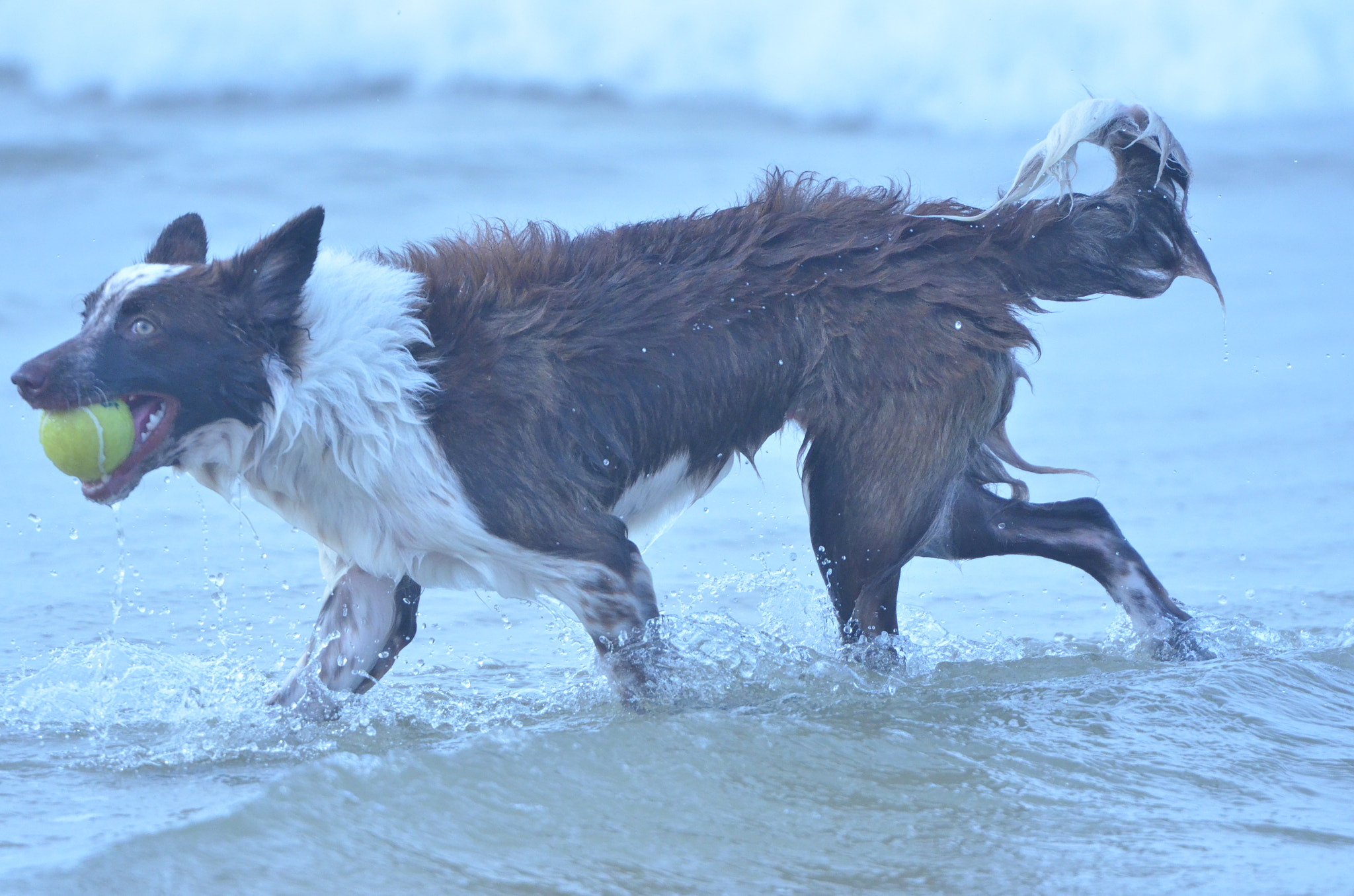 Nikon AF-S Nikkor 70-200mm F2.8G ED VR II sample photo. Happy dog... photography