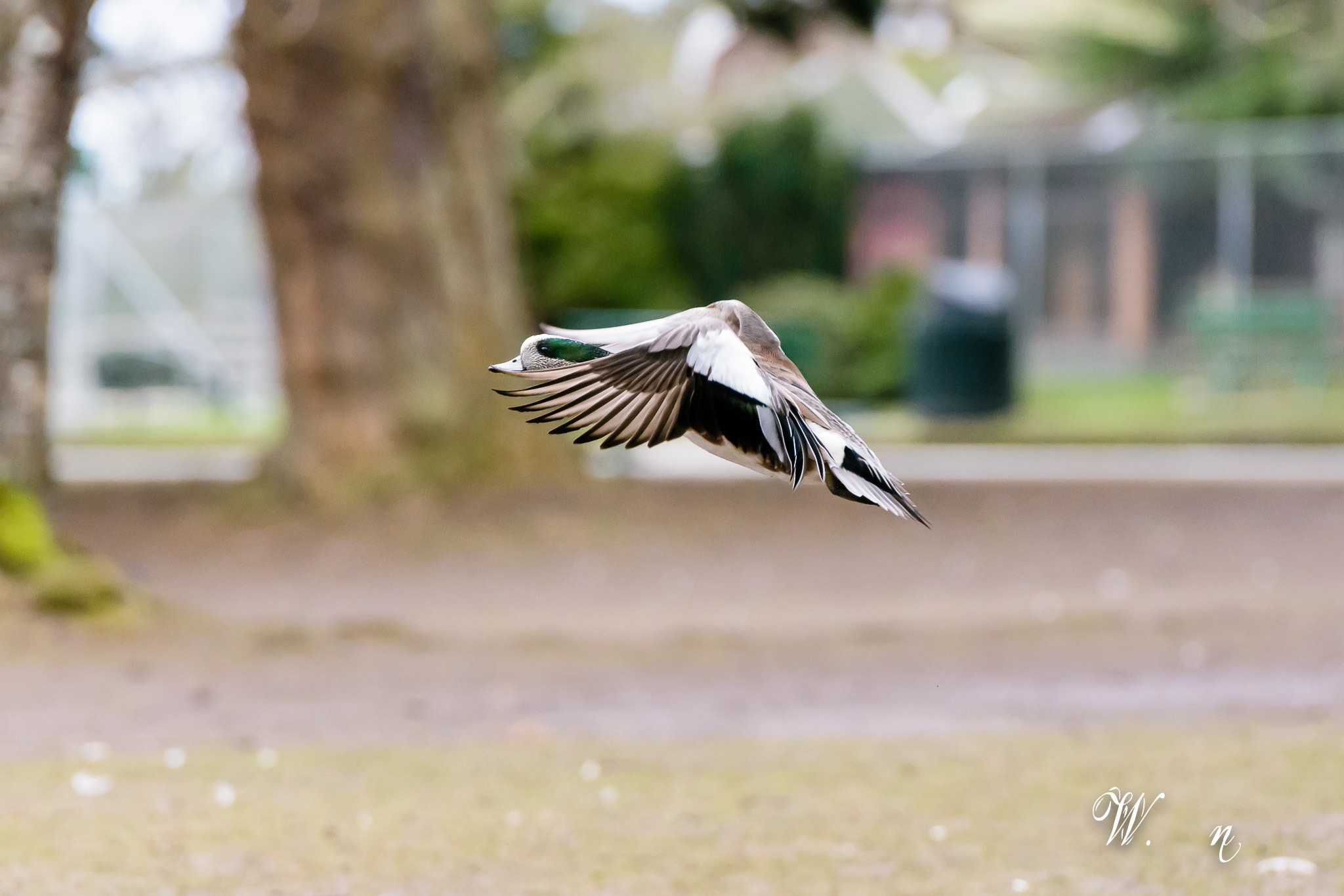 Nikon AF-S Nikkor 70-200mm F2.8G ED VR II sample photo. Male mallard. photography