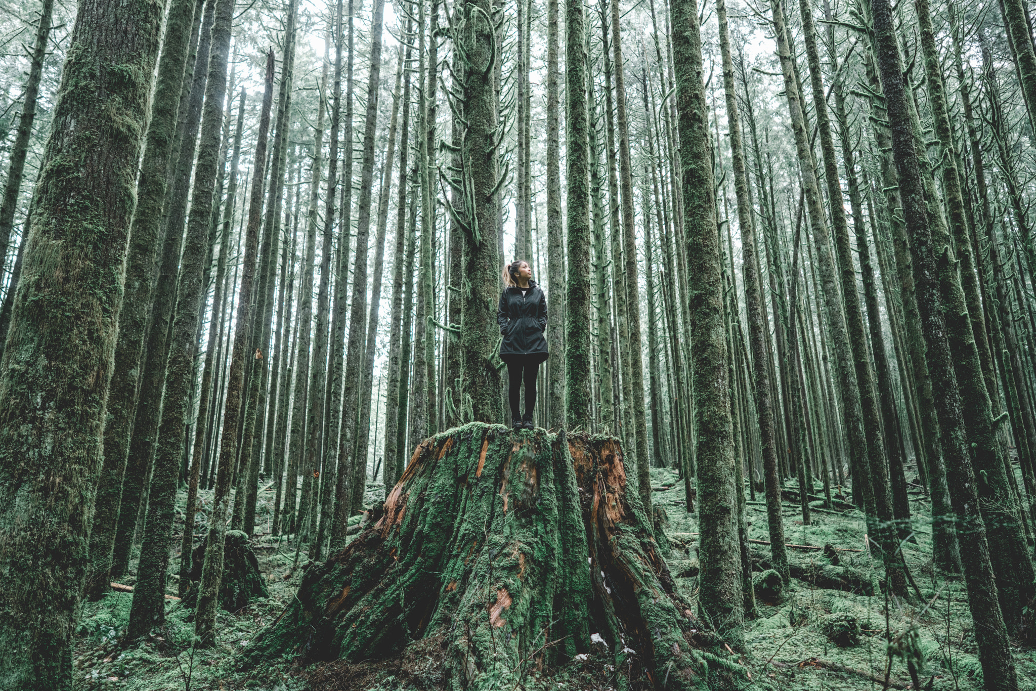 Sony a7R II + ZEISS Batis 25mm F2 sample photo. Mossy tree land photography