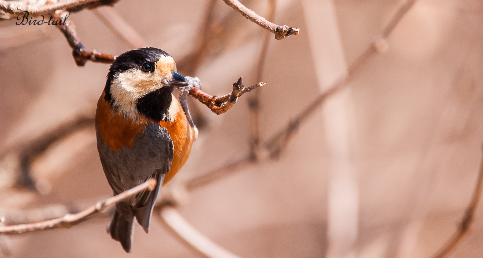 Sigma 150-600mm F5-6.3 DG OS HSM | C sample photo. Varied tit korea photography