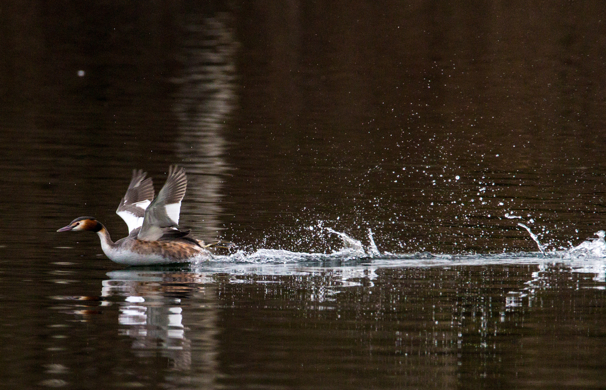 150-600mm F5-6.3 DG OS HSM | Contemporary 015 sample photo. Splish splash ! photography