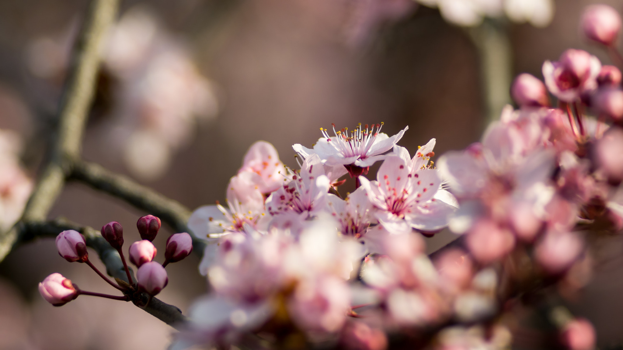 Panasonic Lumix DMC-GX7 + smc PENTAX-M 100mm F2.8 sample photo. Almost spring bokeh photography